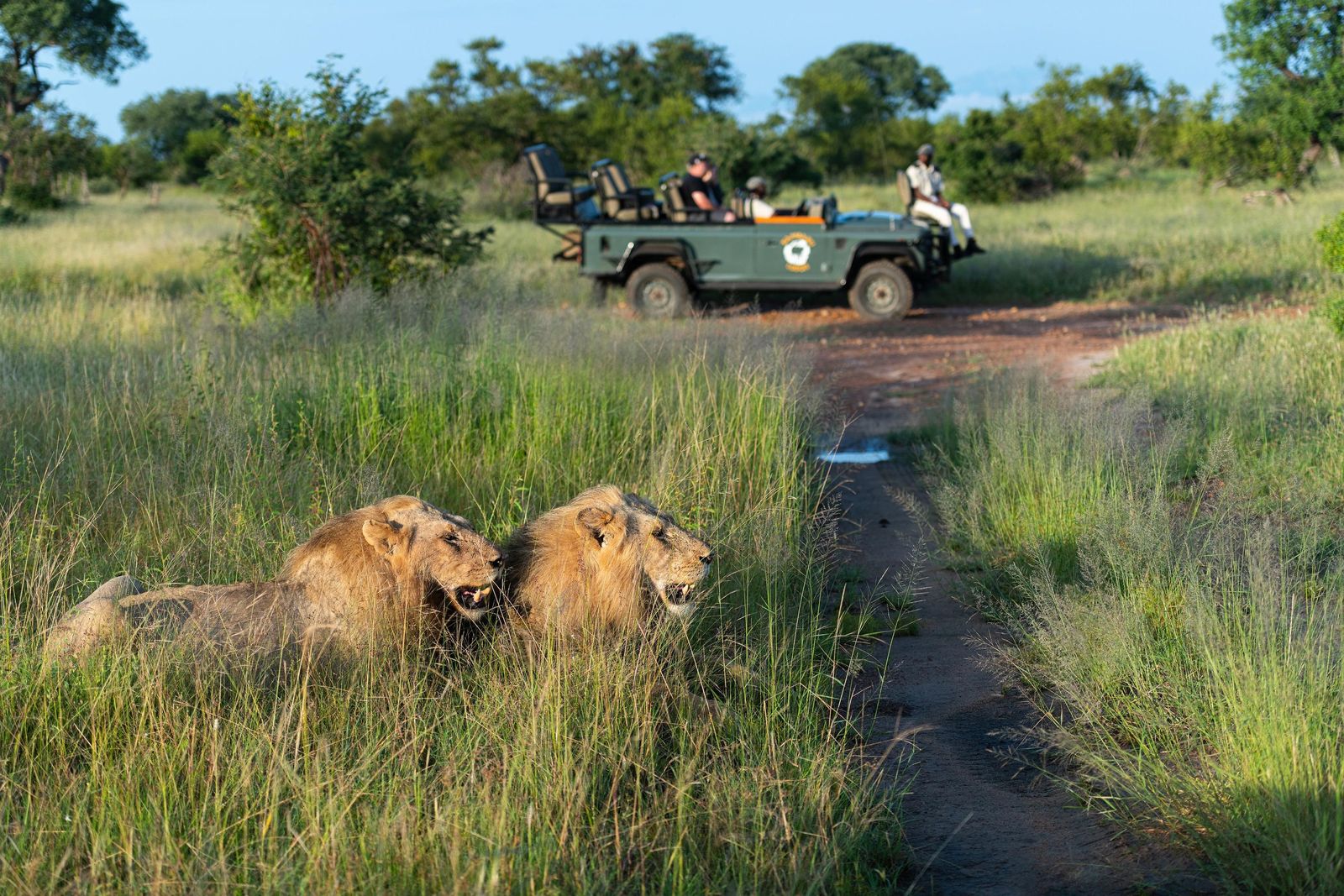 Zuid Afrika Timbavati Kambaku Safari Lodge Activiteit Gamedrive Leeuw WE.jpg - Jambo Safari Club