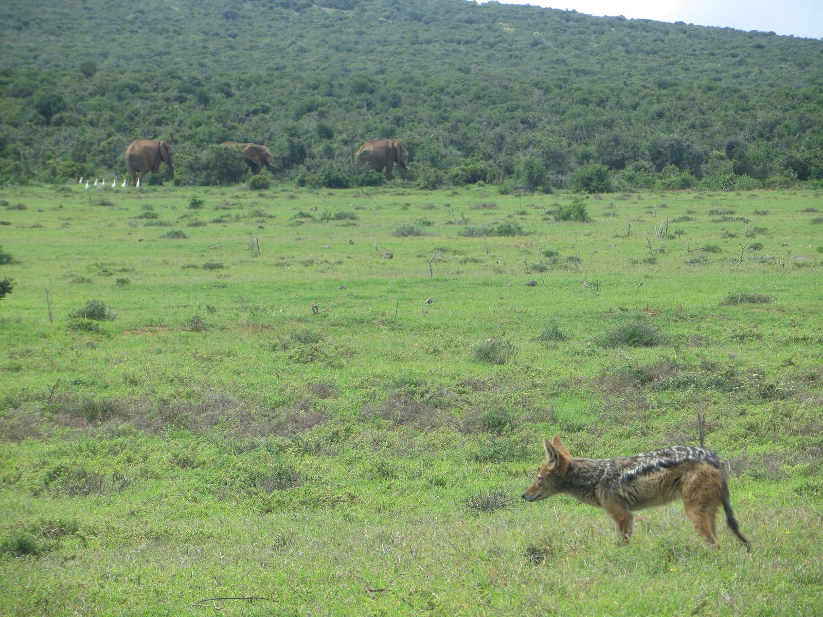 Zuid Afrika Wildlife Addo Jakhals IV 1.JPG - Jambo Safari Club