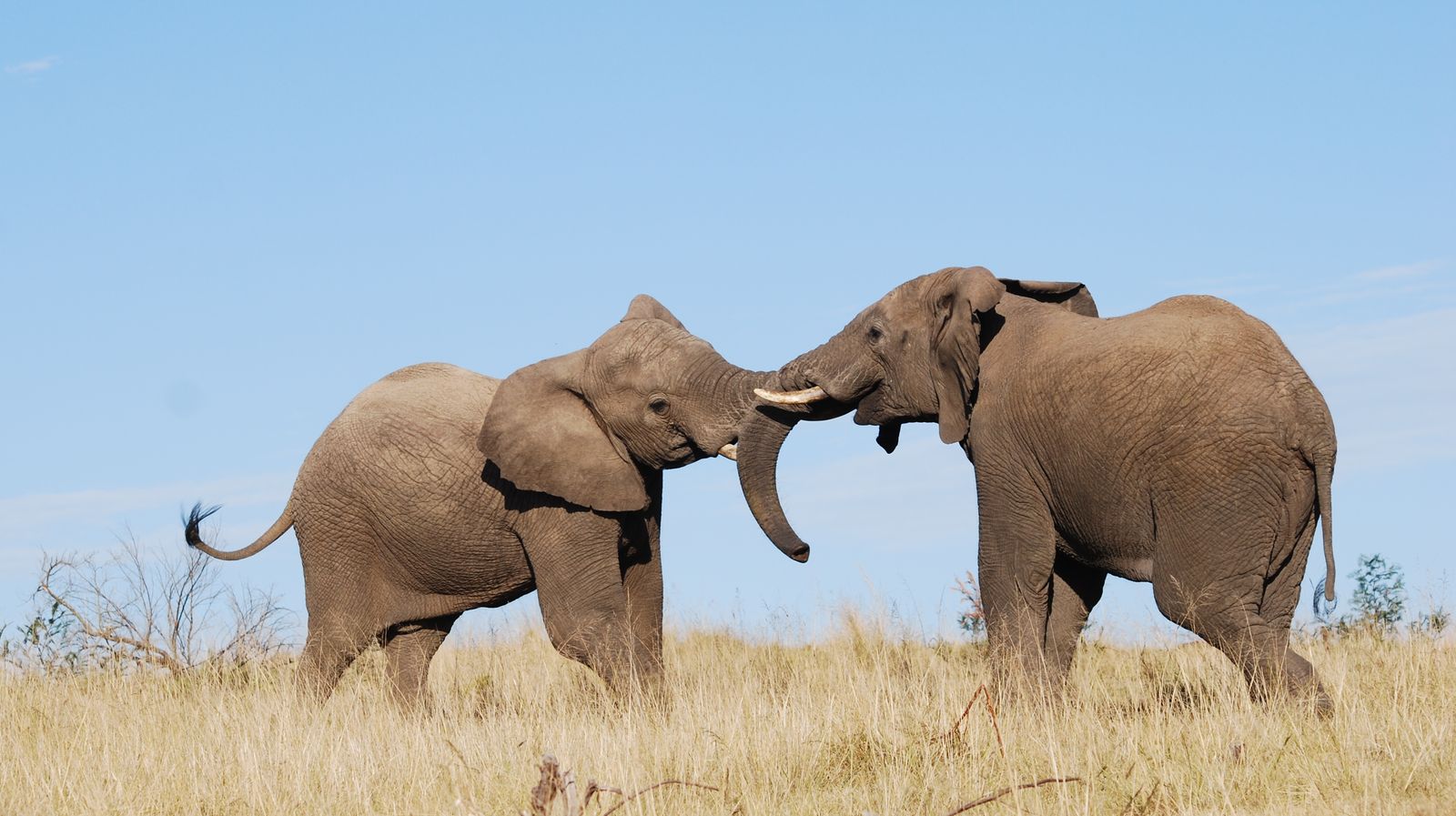 Zuid Afrika Wildlife Addo Lalibela Olifant WS.jpg - Jambo Safari Club