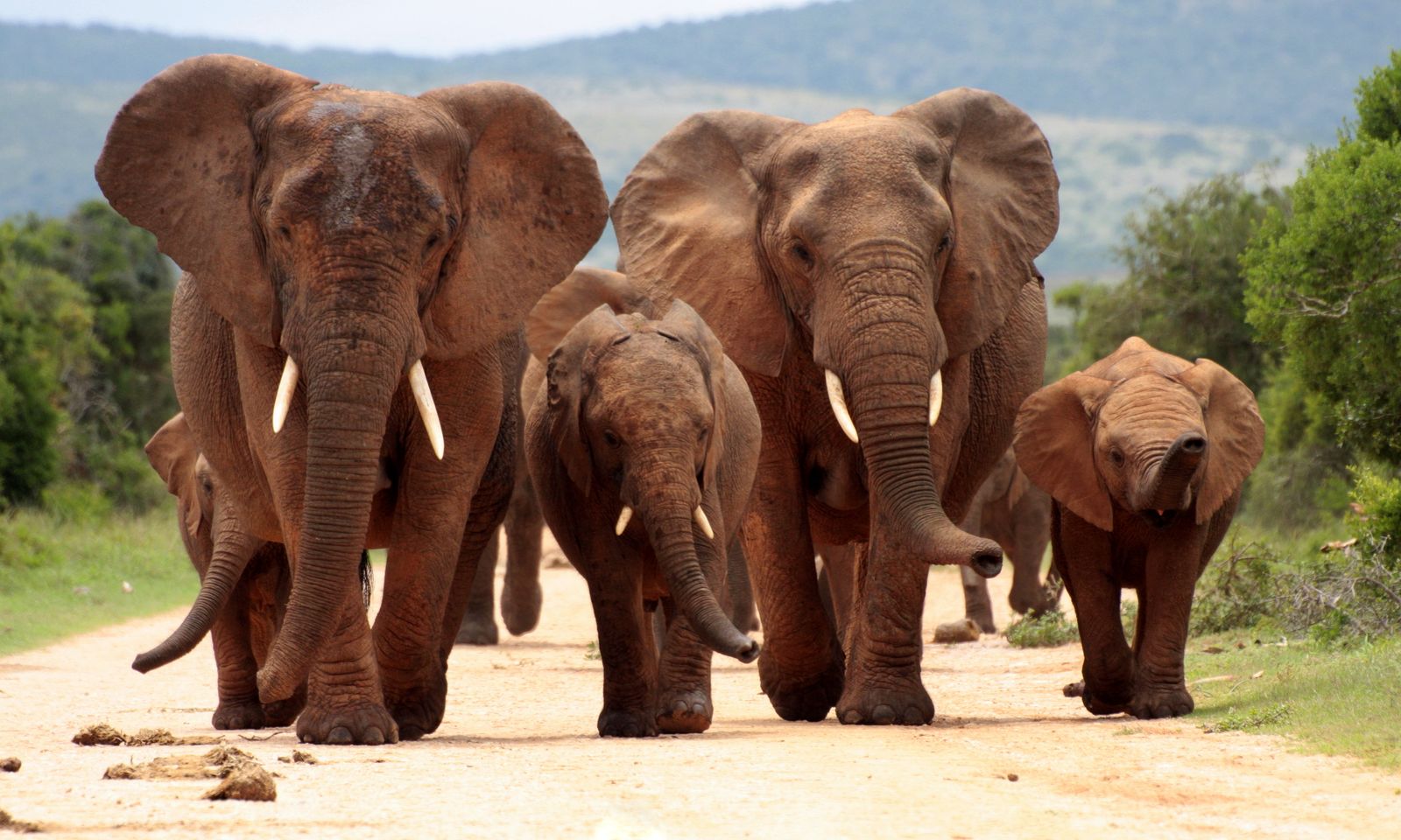 Zuid Afrika Wildlife Addo Olifant SH 150042383.jpg - Jambo Safari Club