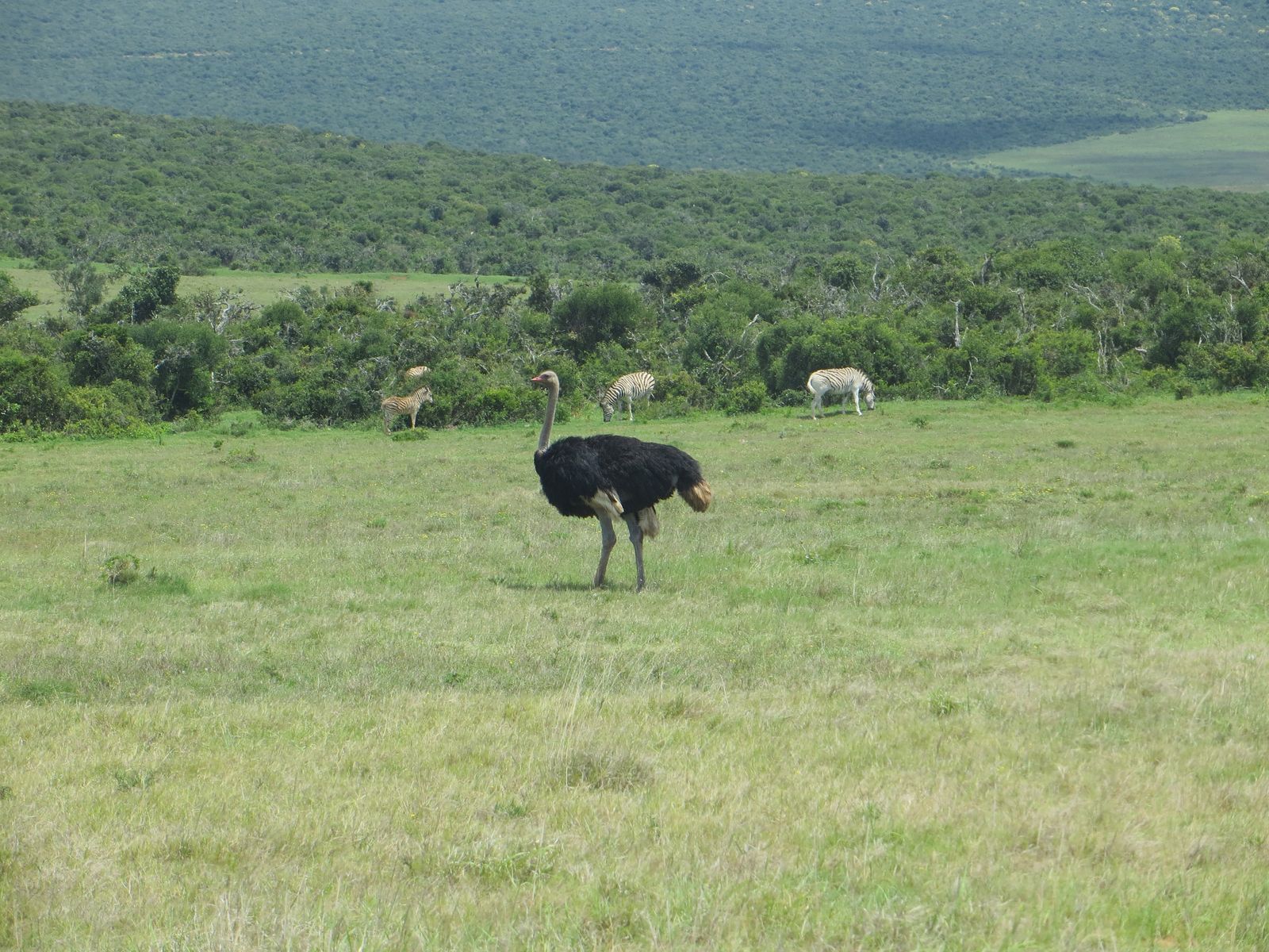 Zuid Afrika Wildlife Addo Vogels Struisvogel Zebras IV 1.JPG - Jambo Safari Club