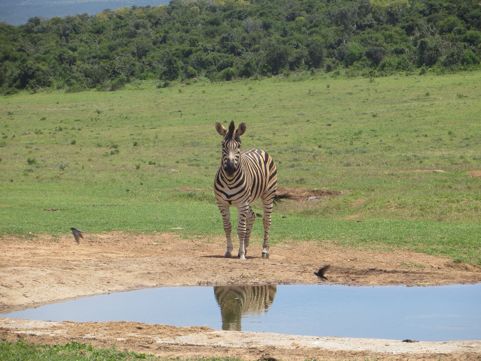 Zuid Afrika Wildlife Addo Zebra IV 1.JPG - Jambo Safari Club