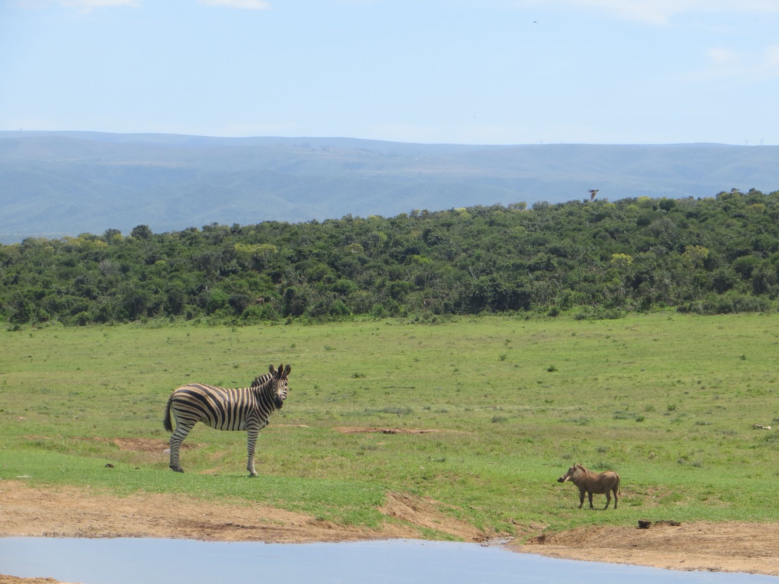 Zuid Afrika Wildlife Addo Zebra Wrattenzwijn IV.JPG - Jambo Safari Club