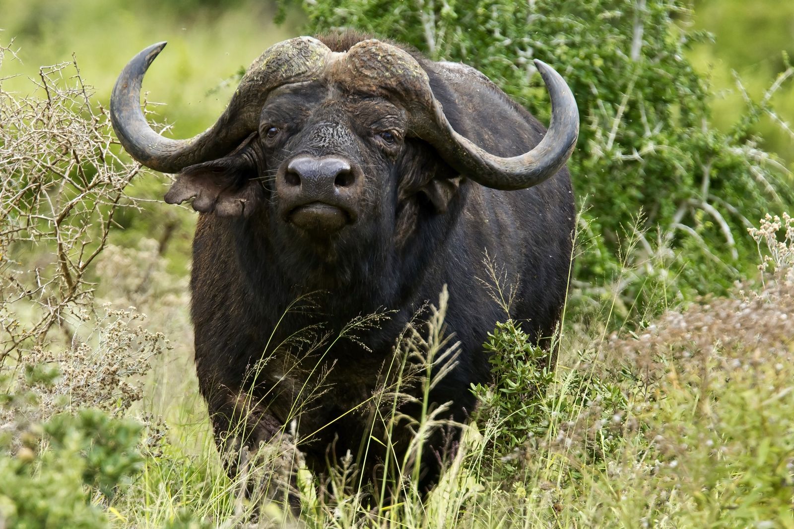 Zuid Afrika Wildlife Buffel SH 130330178.jpg - Jambo Safari Club