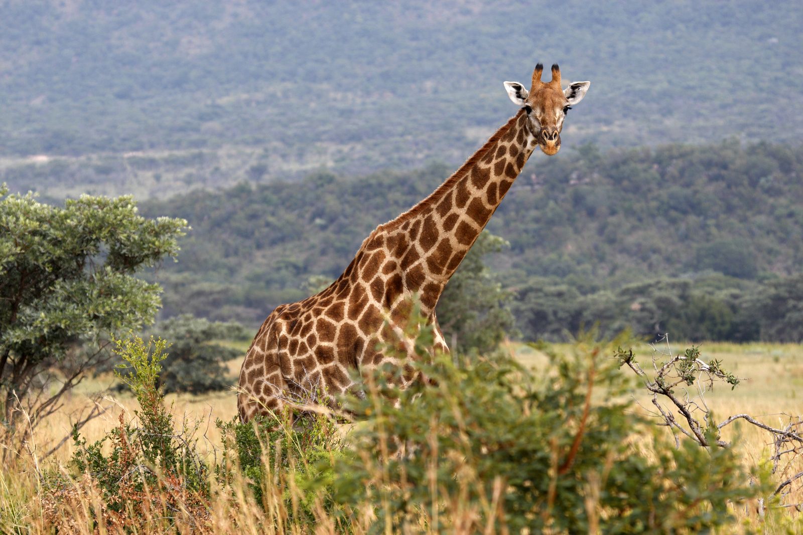 Zuid Afrika Wildlife Entabeni Welgevonden Giraf SH 11253979.jpg - Jambo Safari Club