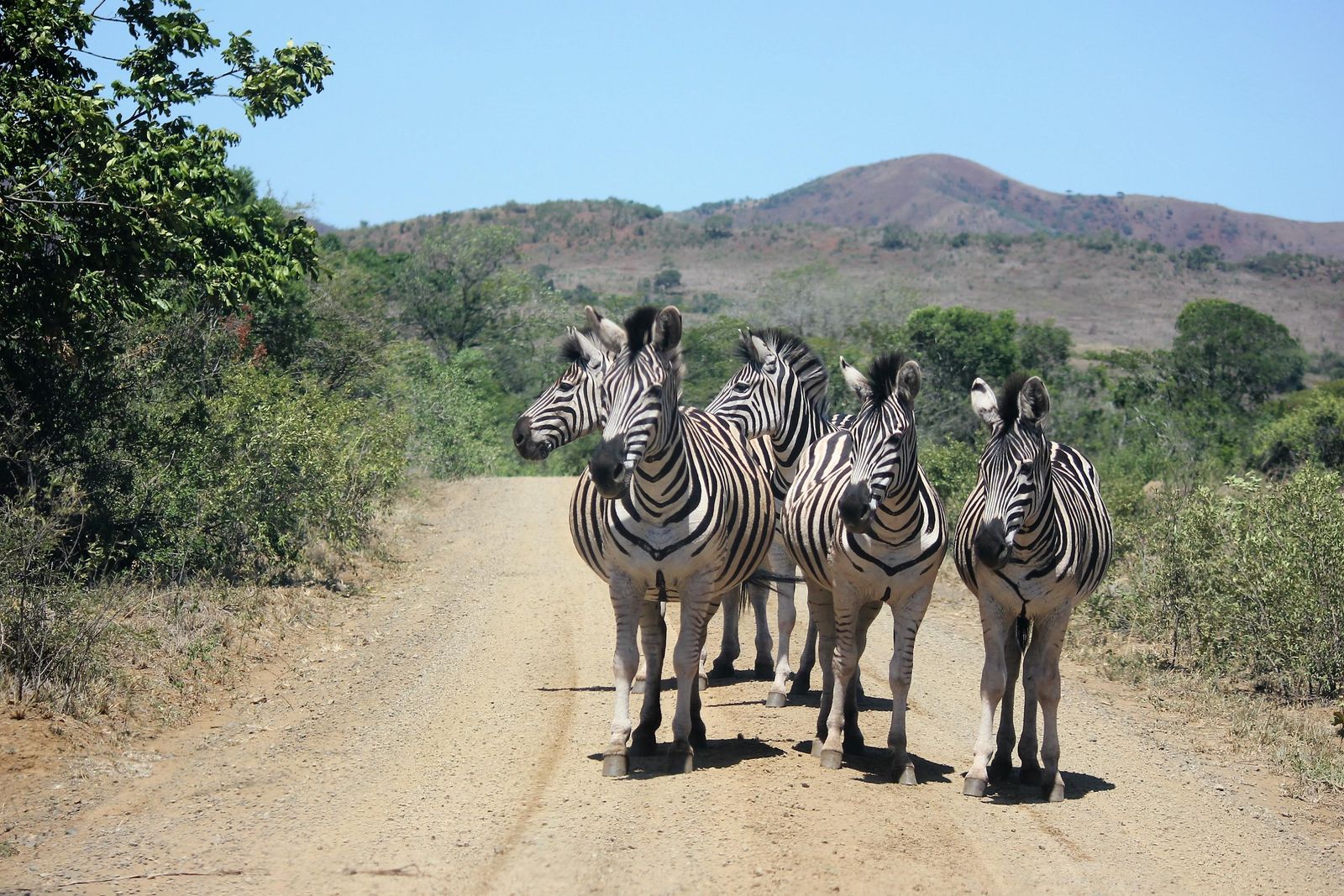 Zuid Afrika Wildlife Hluhluwe iMfolozi Rhino Ridge Safari Lodge Zebra WE.jpg - Jambo Safari Club