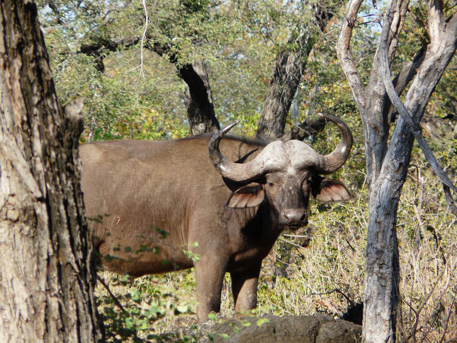 Zuid Afrika Wildlife Kruger Buffel K 1.JPG - Jambo Safari Club