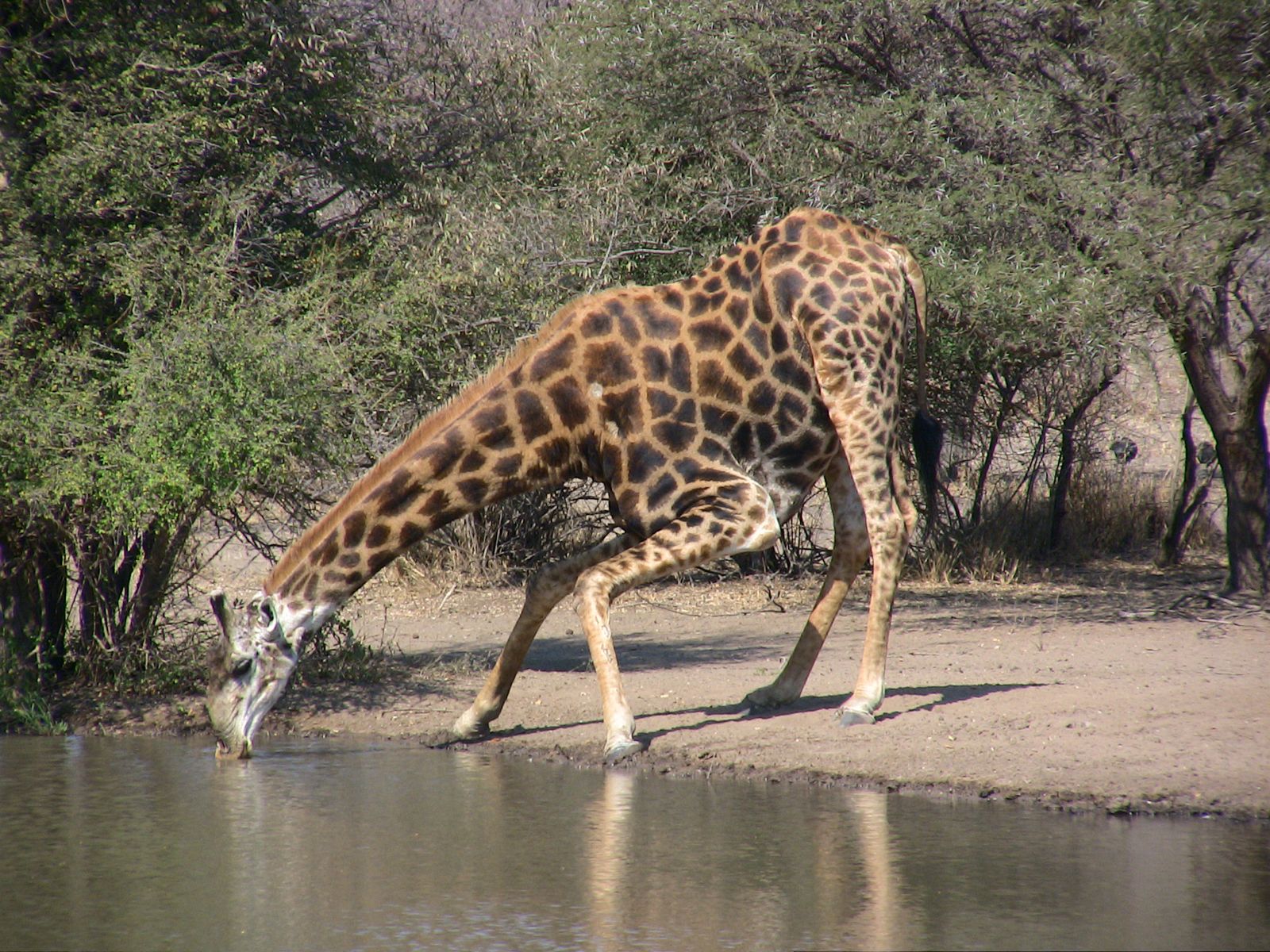 Zuid Afrika Wildlife Kruger Giraf drinkend 1.jpg - Jambo Safari Club