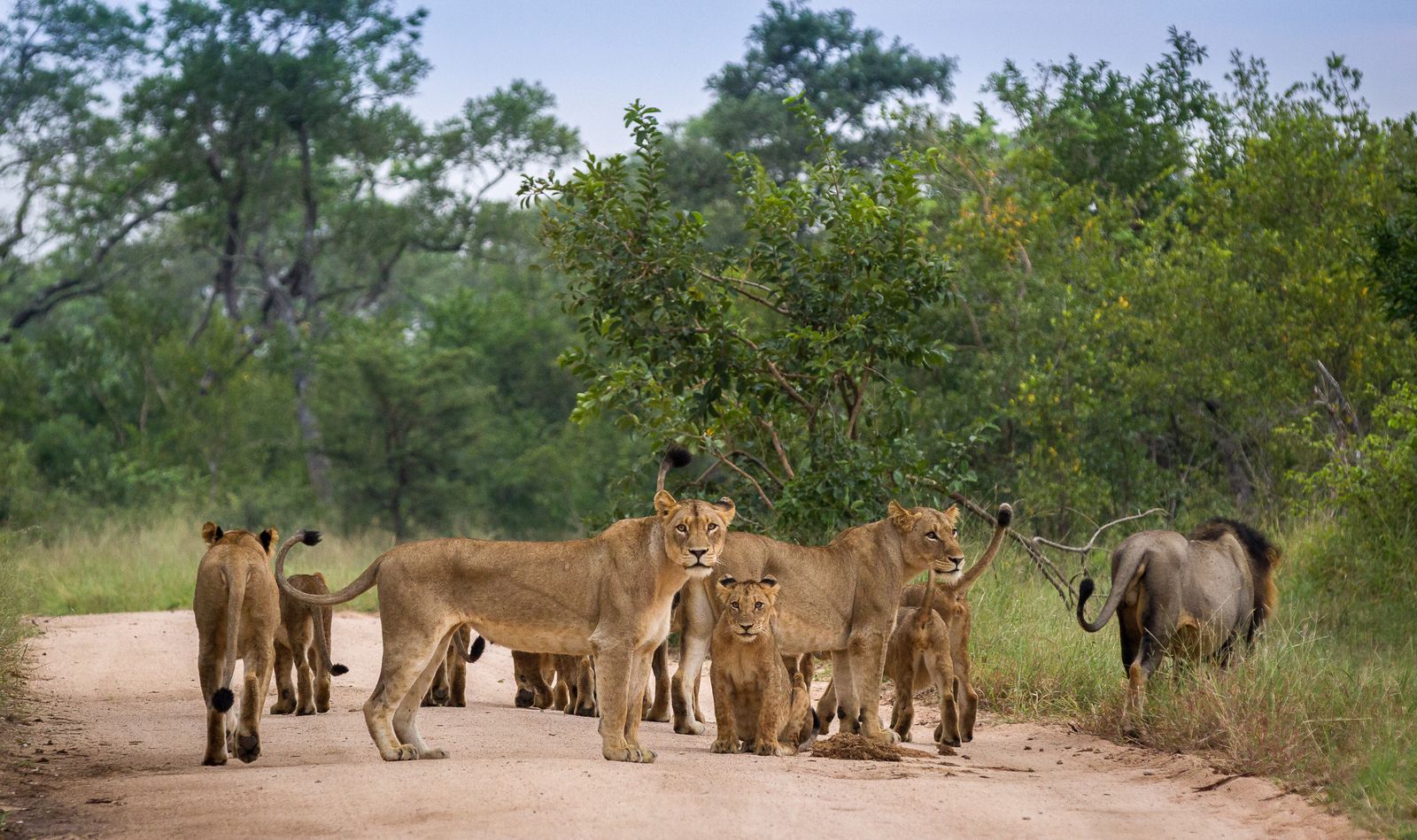 Zuid Afrika Wildlife Kruger Leeuw SH 597179876.jpg - Jambo Safari Club
