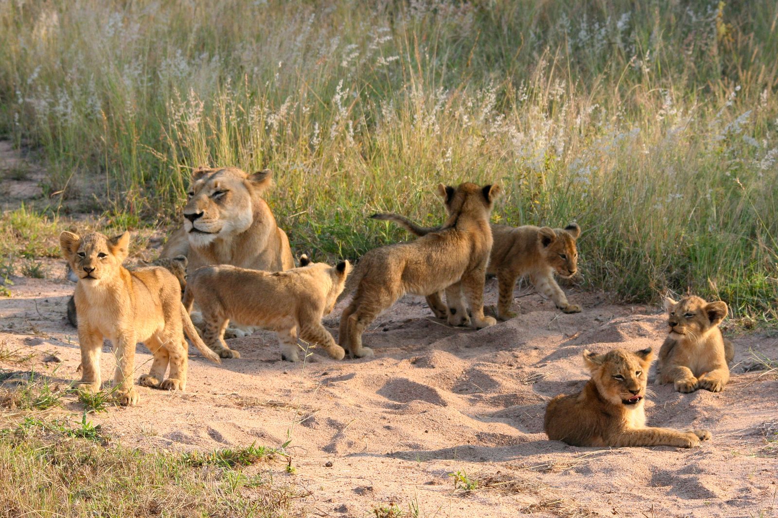 Zuid Afrika Wildlife Kruger Leeuw Welpjes JV 1.jpg - Jambo Safari Club