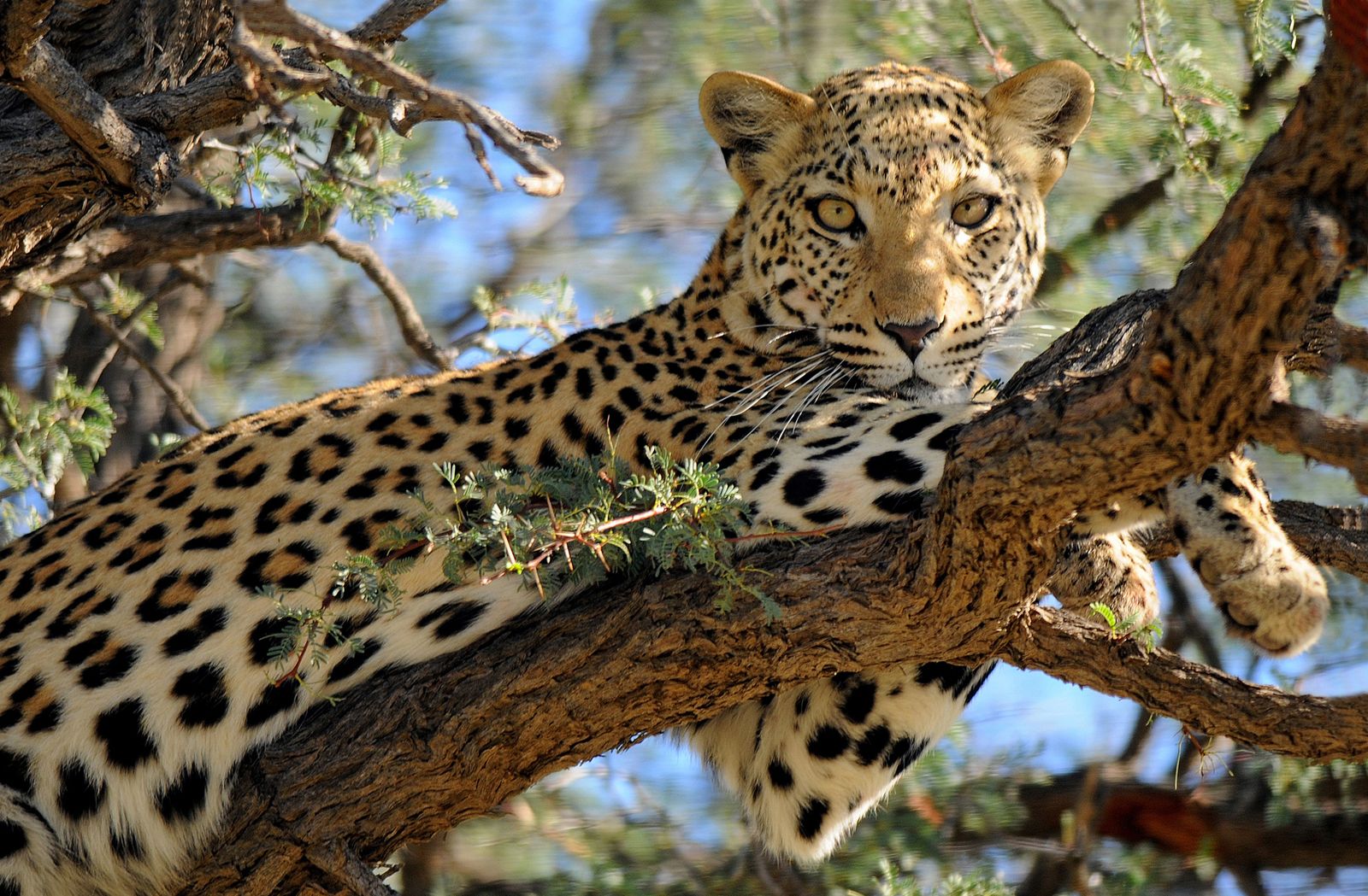 Zuid Afrika Wildlife Kruger Luipaard 1.jpg - Jambo Safari Club
