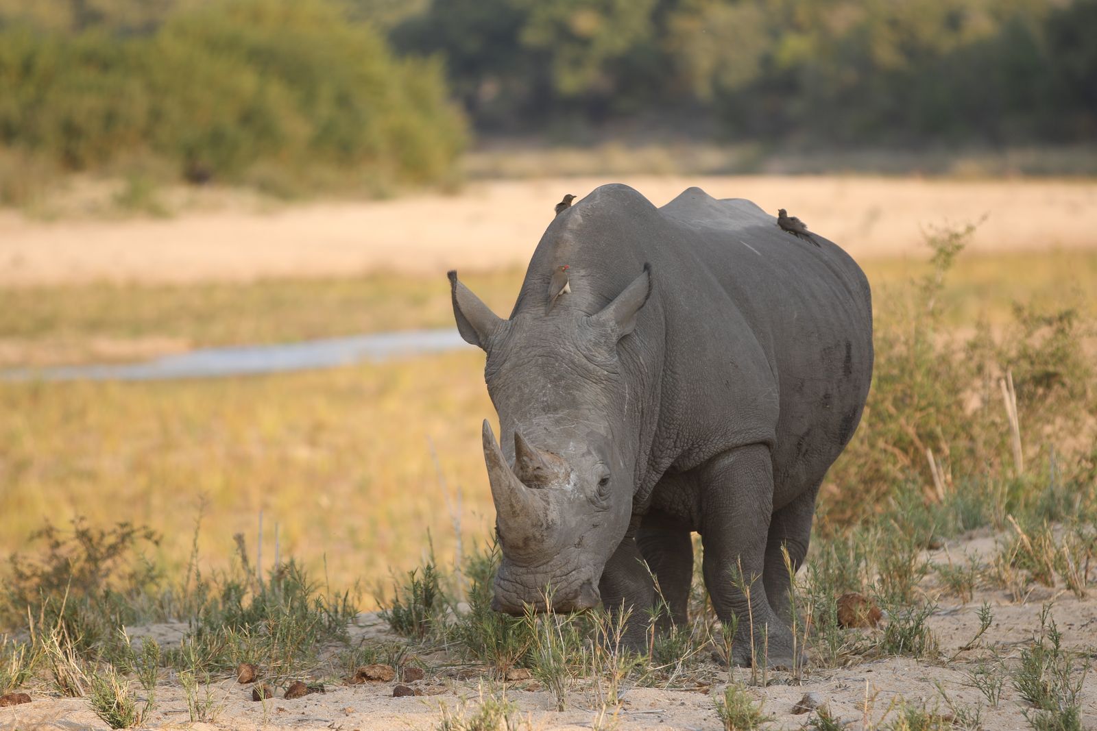 Zuid Afrika Wildlife Kruger MalaMala Neushoorn KL001 2.JPG - Jambo Safari Club