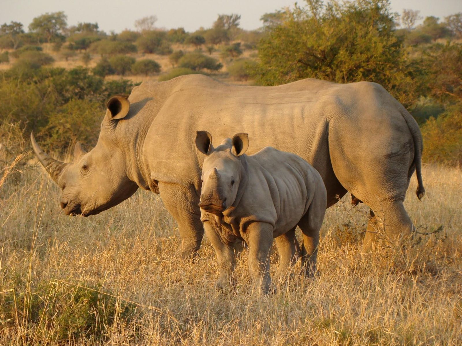 Zuid Afrika Wildlife Kruger Manyeleti Neushoorn WE 1.jpg - Jambo Safari Club