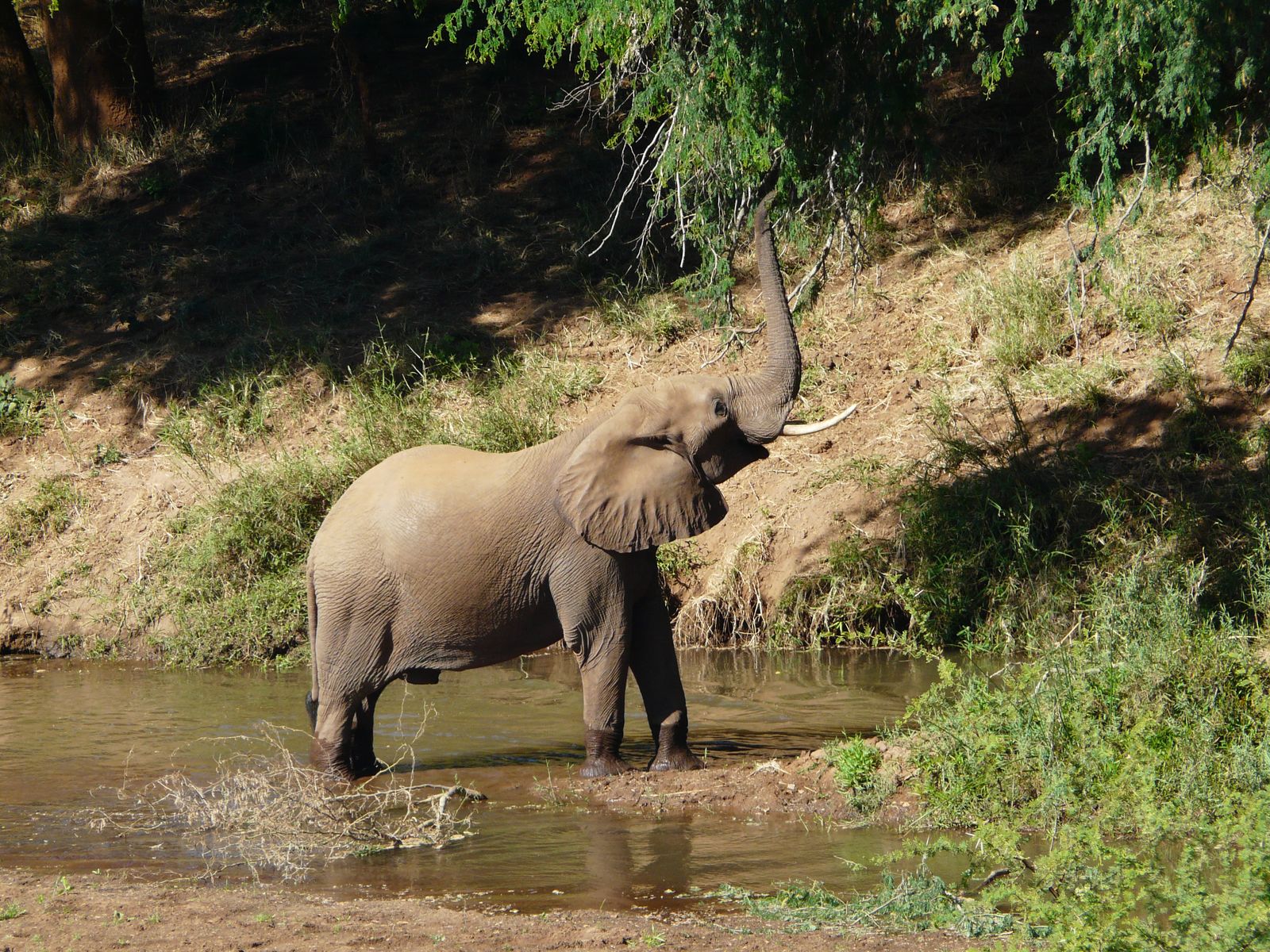 Zuid Afrika Wildlife Kruger Pafuri Olifant K 1.JPG - Jambo Safari Club
