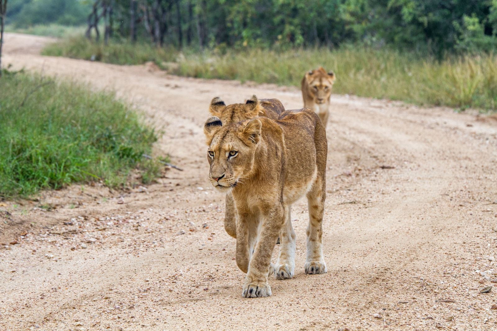 Zuid Afrika Wildlife Leeuw SH 549777250.jpg - Jambo Safari Club