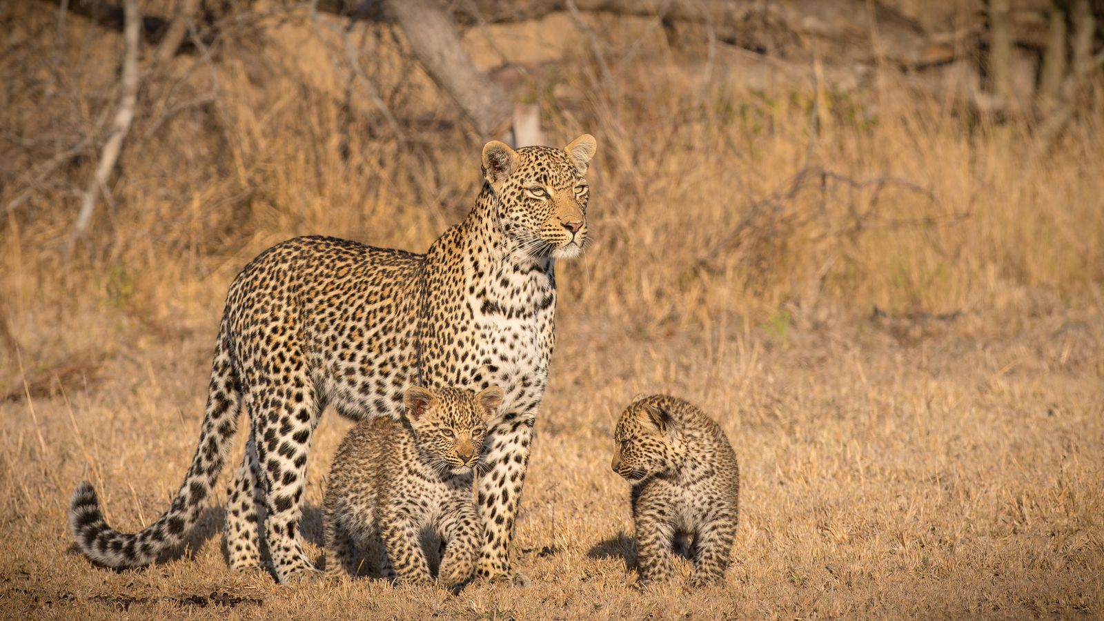 Zuid Afrika Wildlife Londolozi Pioneer Camp Luipaard WE.jpg - Jambo Safari Club