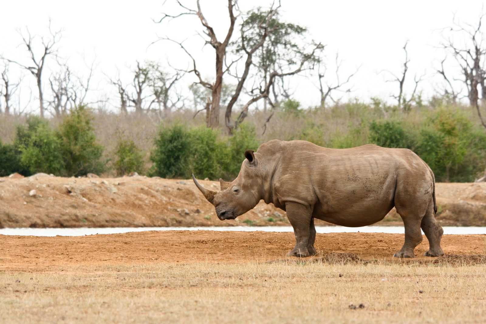 Zuid Afrika Wildlife Neushoorn JV 1.jpg - Jambo Safari Club