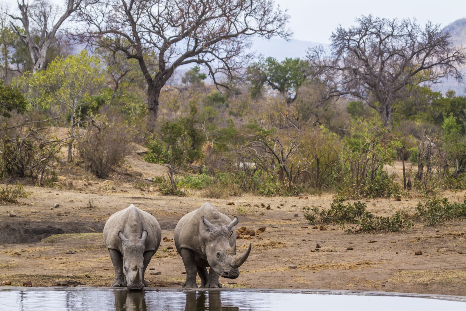 Zuid Afrika Wildlife Neushoorn SH 625050773.jpg - Jambo Safari Club