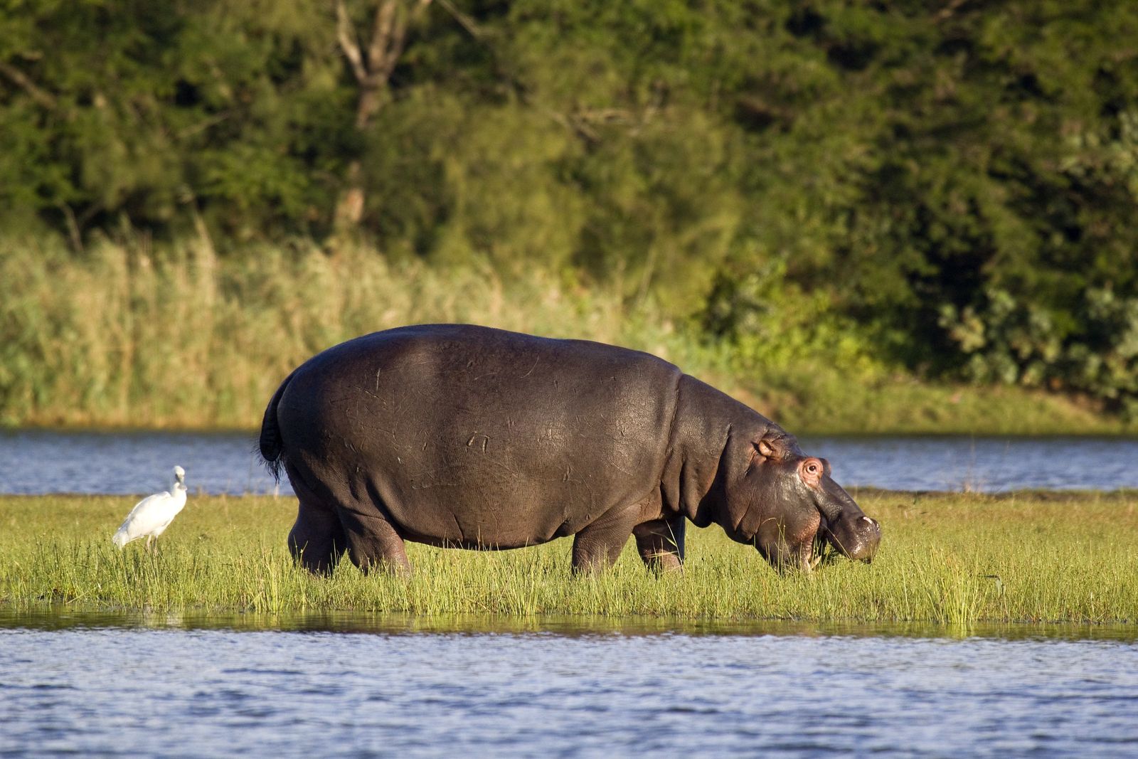 Zuid Afrika Wildlife Nijlpaard Vogel Reiger SH 1.jpg - Jambo Safari Club