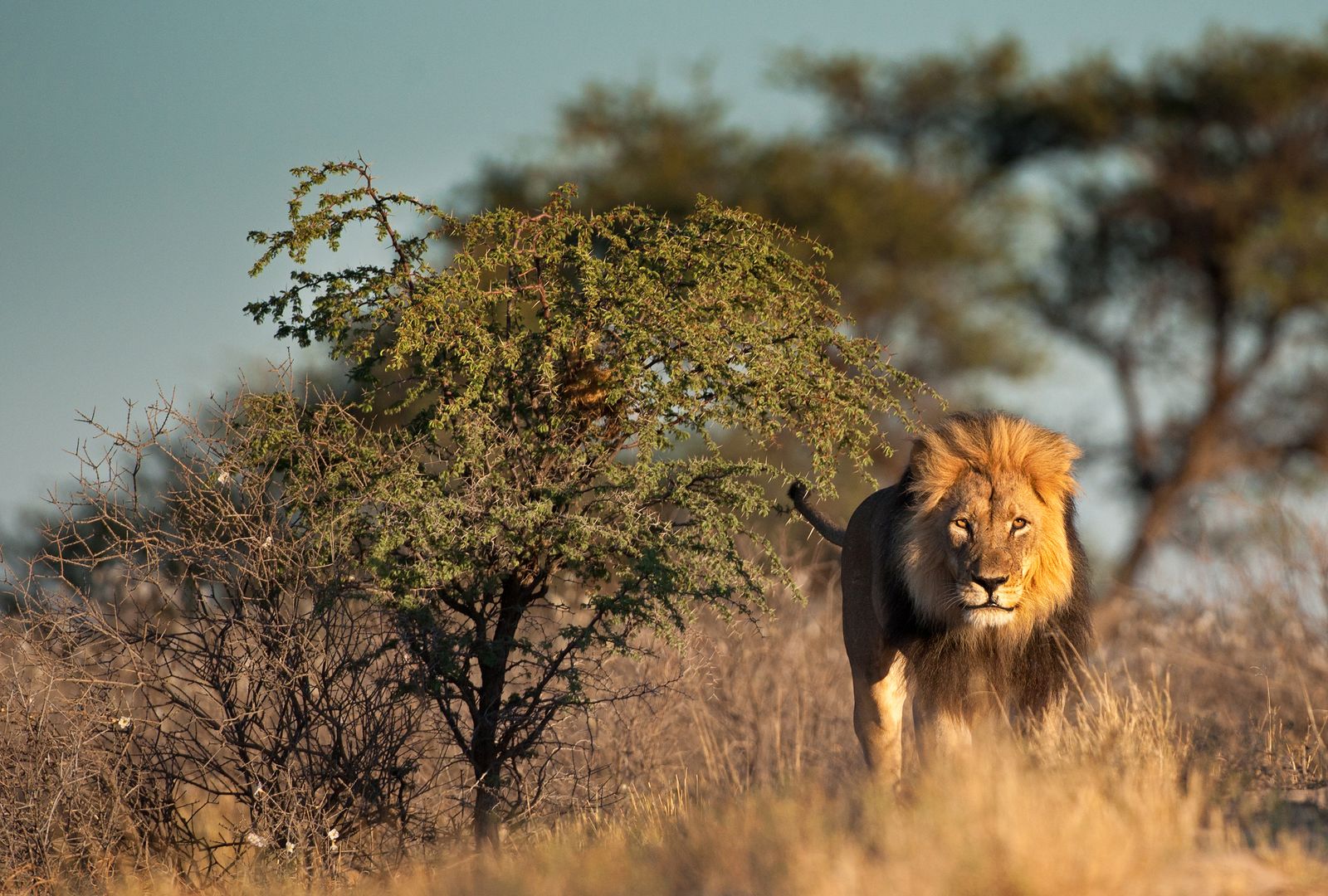 Zuid Afrika Wildlife Northern Cape Kgalagadi Leeuw SH 261879623.jpg - Jambo Safari Club