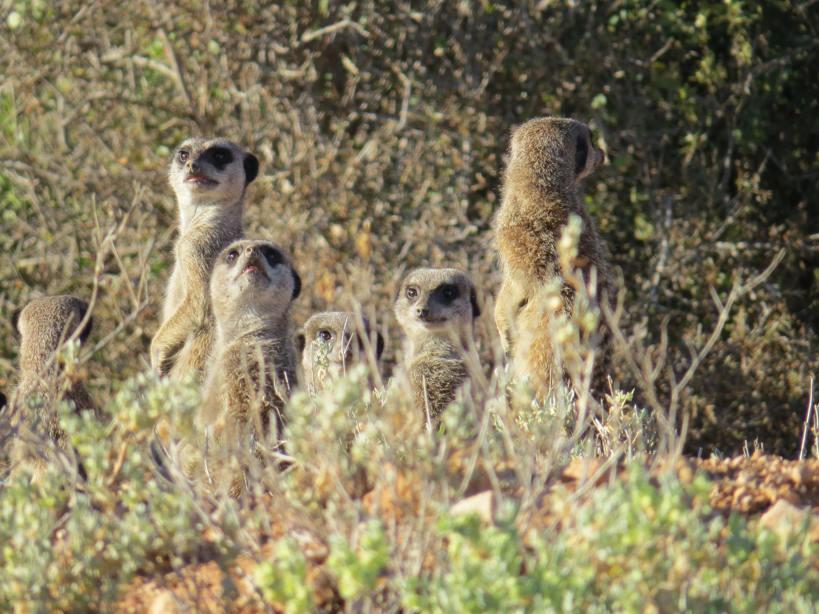 Zuid Afrika Wildlife Oudtshoorn Stokstaartjes CL 1.JPG - Jambo Safari Club