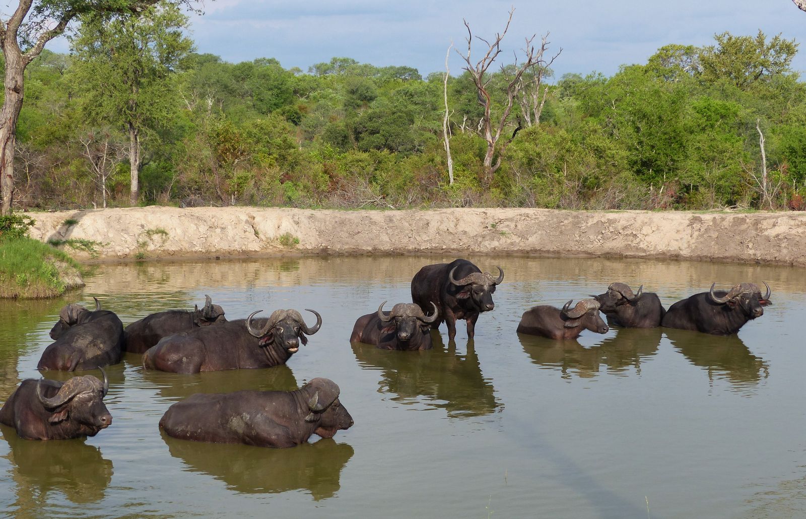 Zuid Afrika Wildlife Sabi Sand Buffel MT 2.JPG - Jambo Safari Club