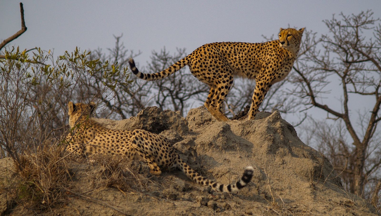 Zuid Afrika Wildlife Sabi Sand Cheeta SH 585673142.jpg - Jambo Safari Club