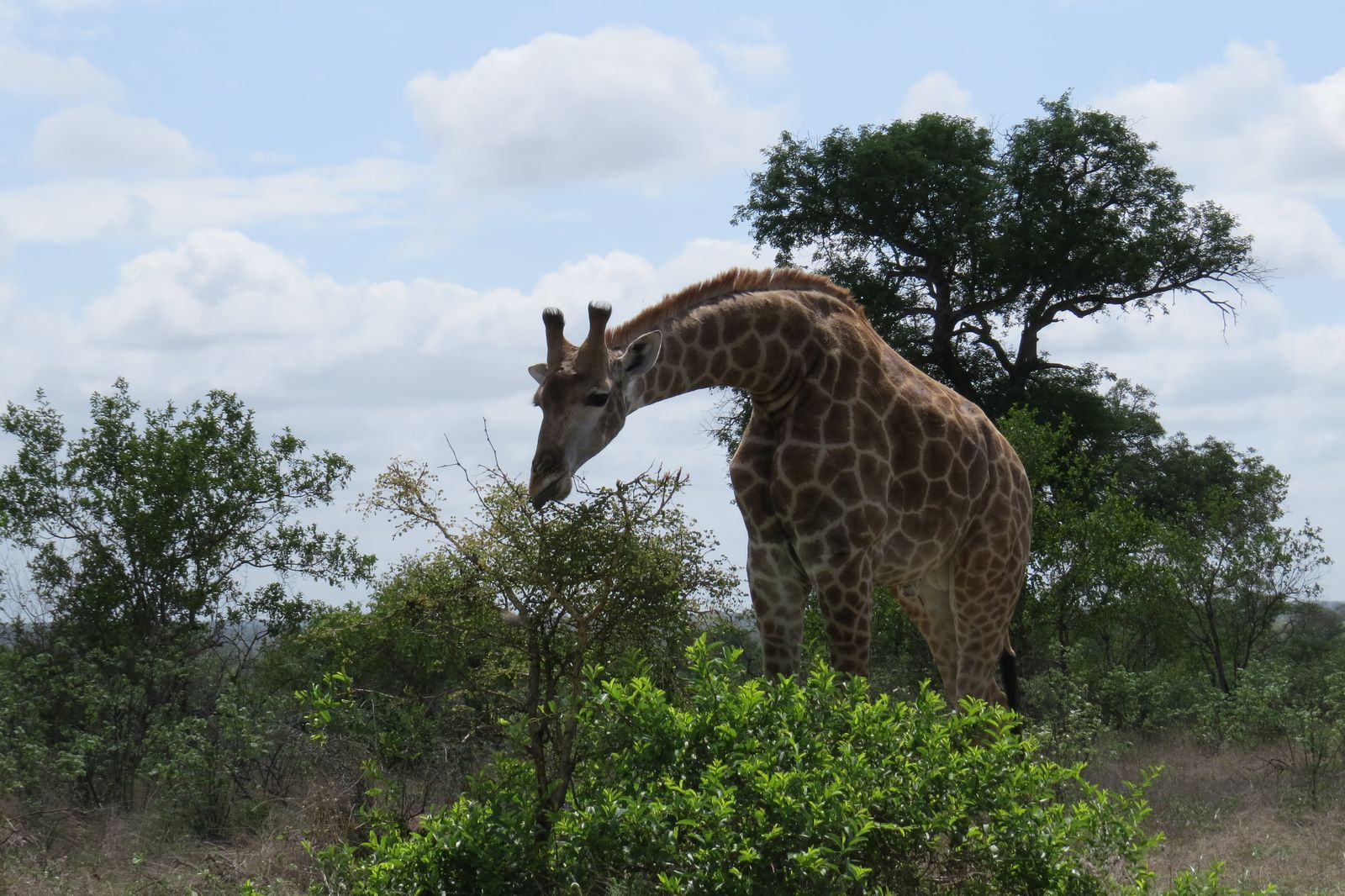 Zuid Afrika Wildlife Sabi Sand Giraf CL 1.JPG - Jambo Safari Club