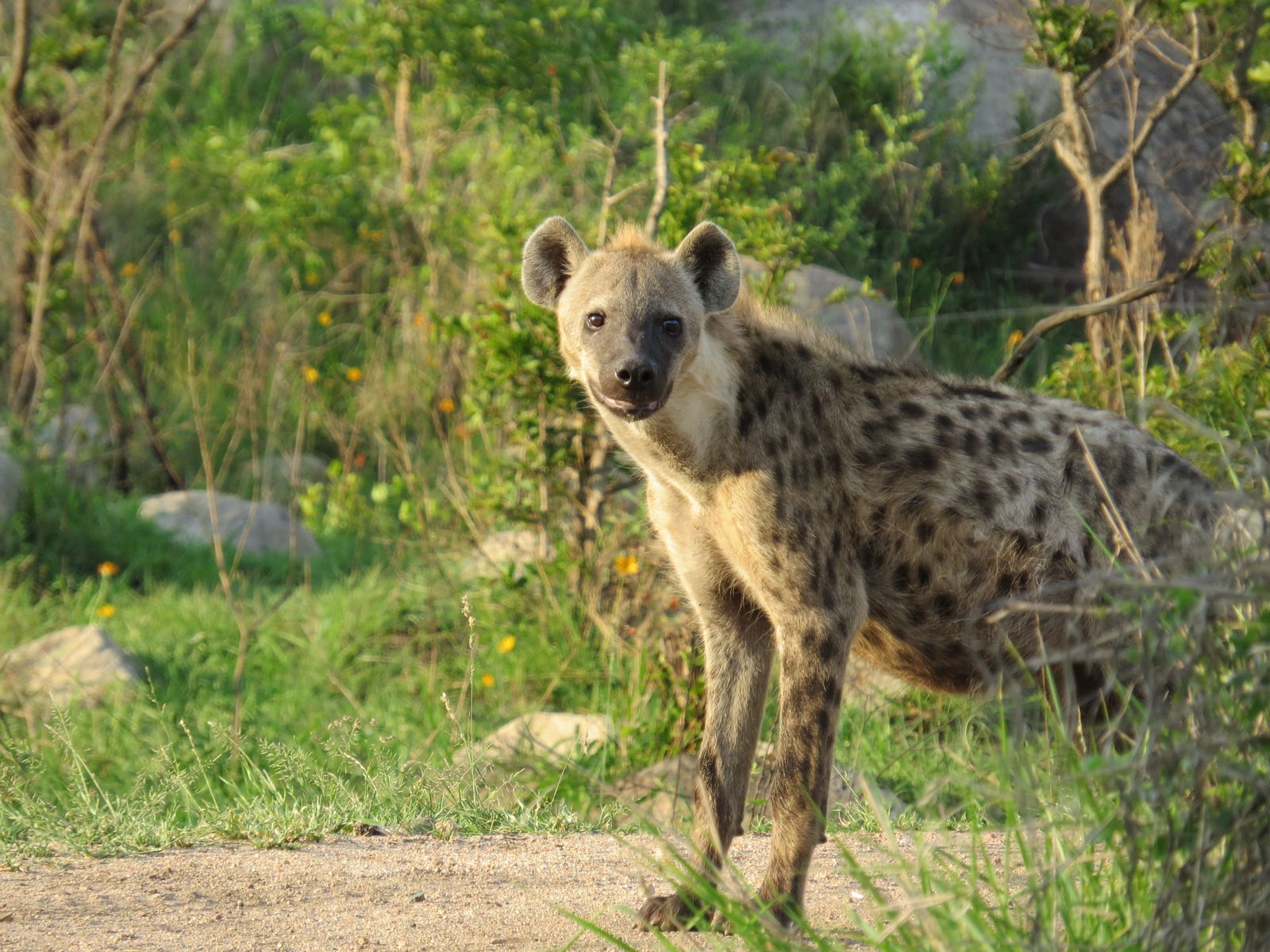 Zuid Afrika Wildlife Sabi Sand Hyena CL 1.JPG - Jambo Safari Club