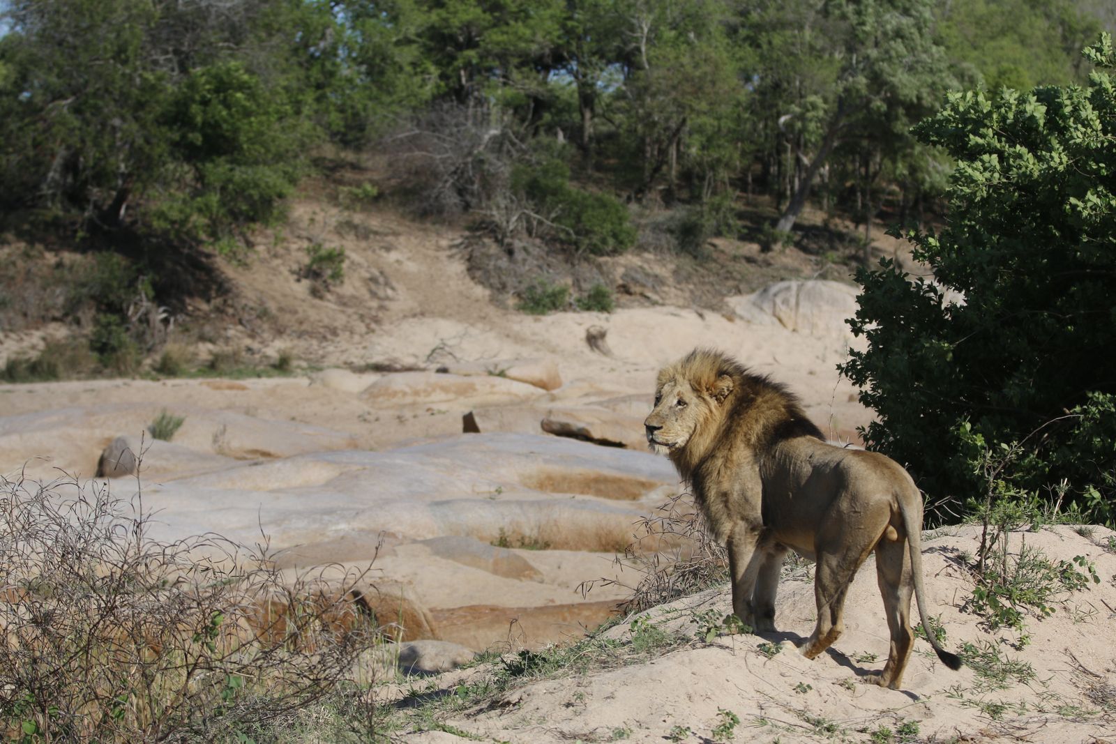 Zuid Afrika Wildlife Sabi Sand Leeuw KL001 1.JPG - Jambo Safari Club