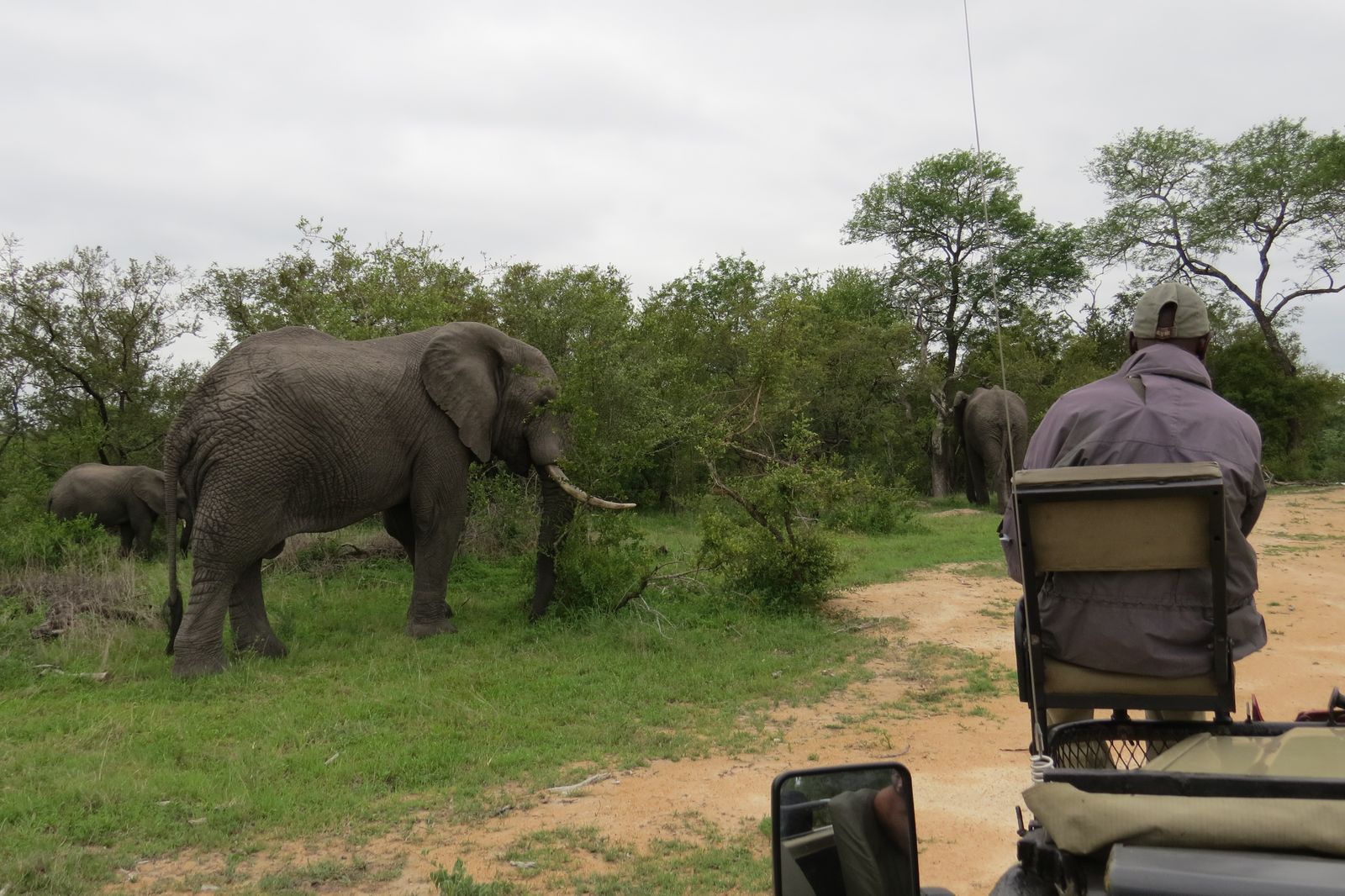 Zuid Afrika Wildlife Sabi Sand Olifant CL 1.JPG - Jambo Safari Club