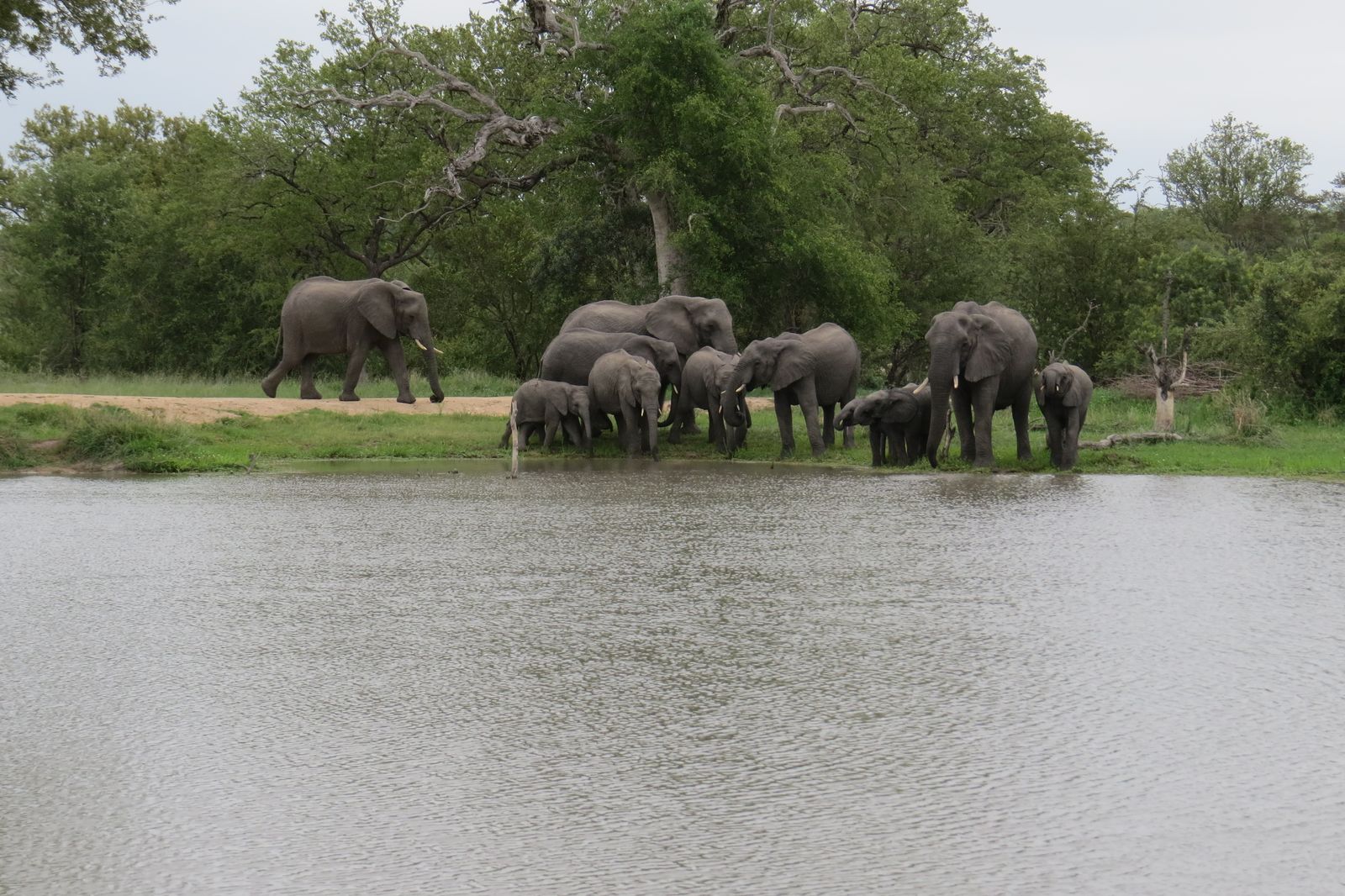 Zuid Afrika Wildlife Sabi Sand Olifant CL 2.JPG - Jambo Safari Club