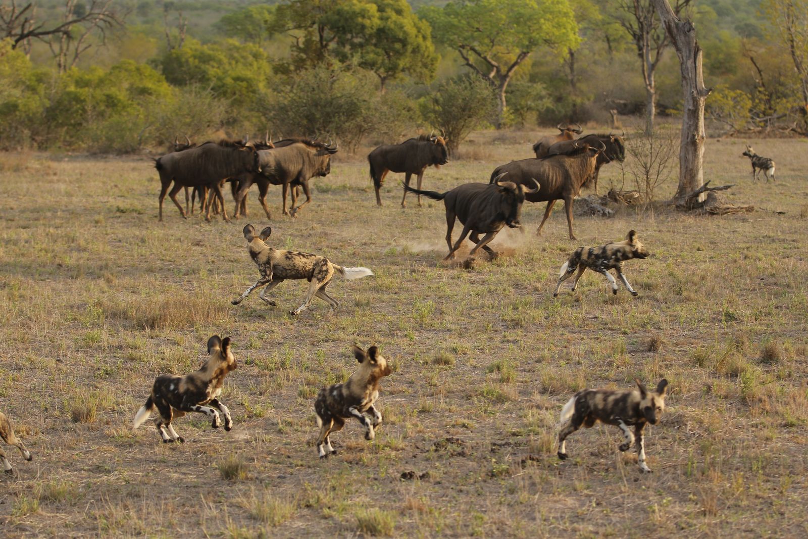 Zuid Afrika Wildlife Sabi Sand Wilde Hond Gnoe KL001 5.JPG - Jambo Safari Club