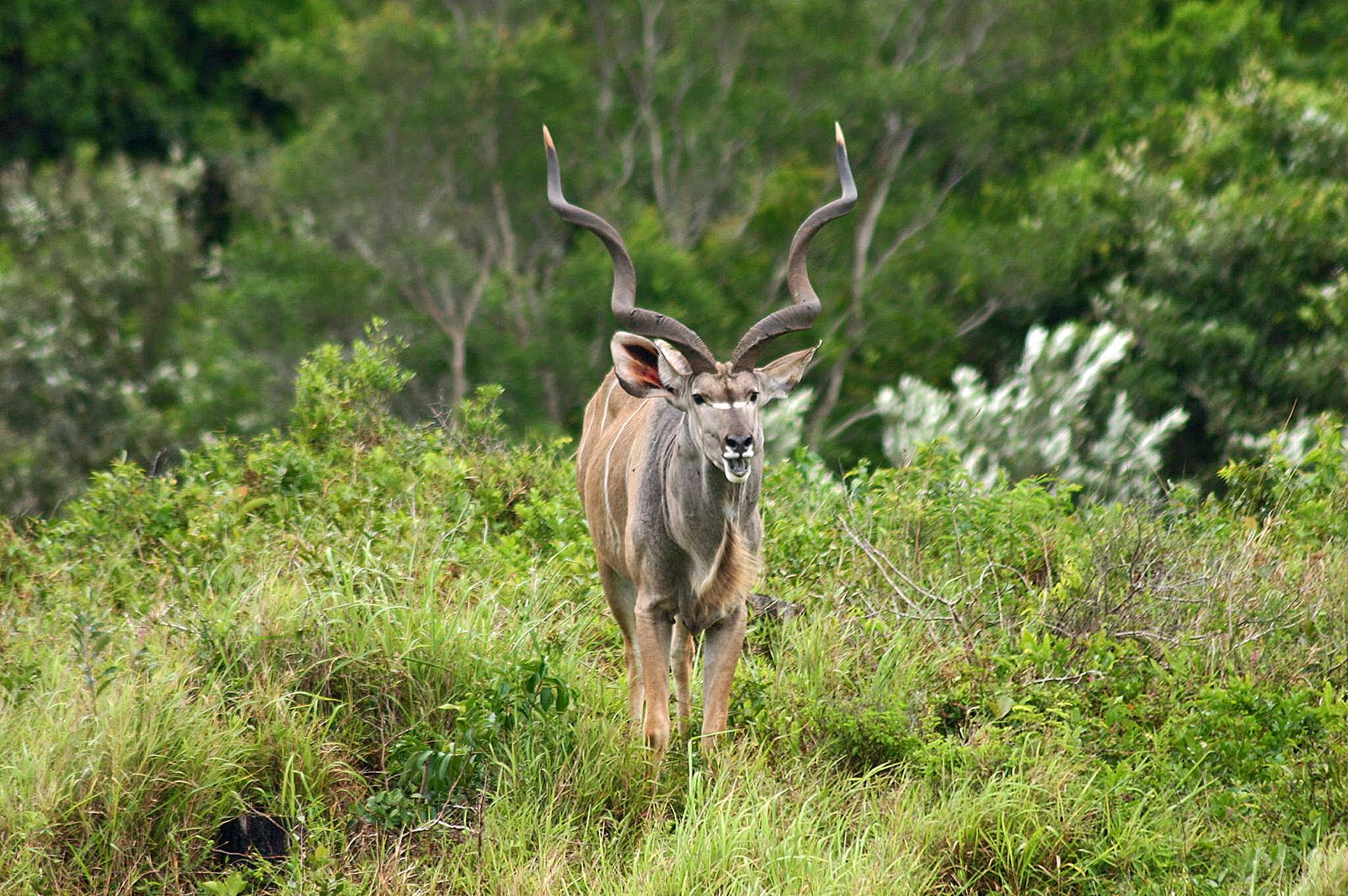 Zuid Afrika Wildlife St Lucia Kudu.jpg - Jambo Safari Club