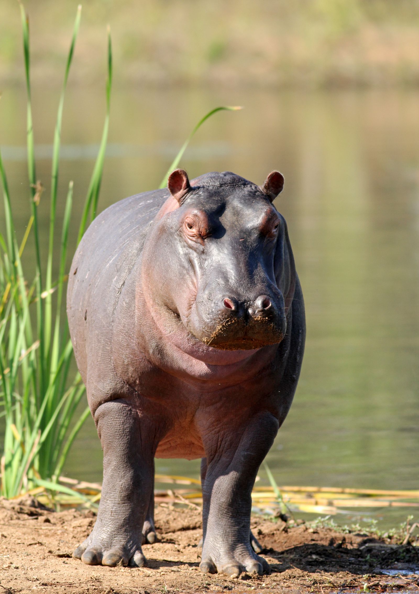 Zuid Afrika Wildlife St Lucia Nijlpaard KZN 2.jpg - Jambo Safari Club