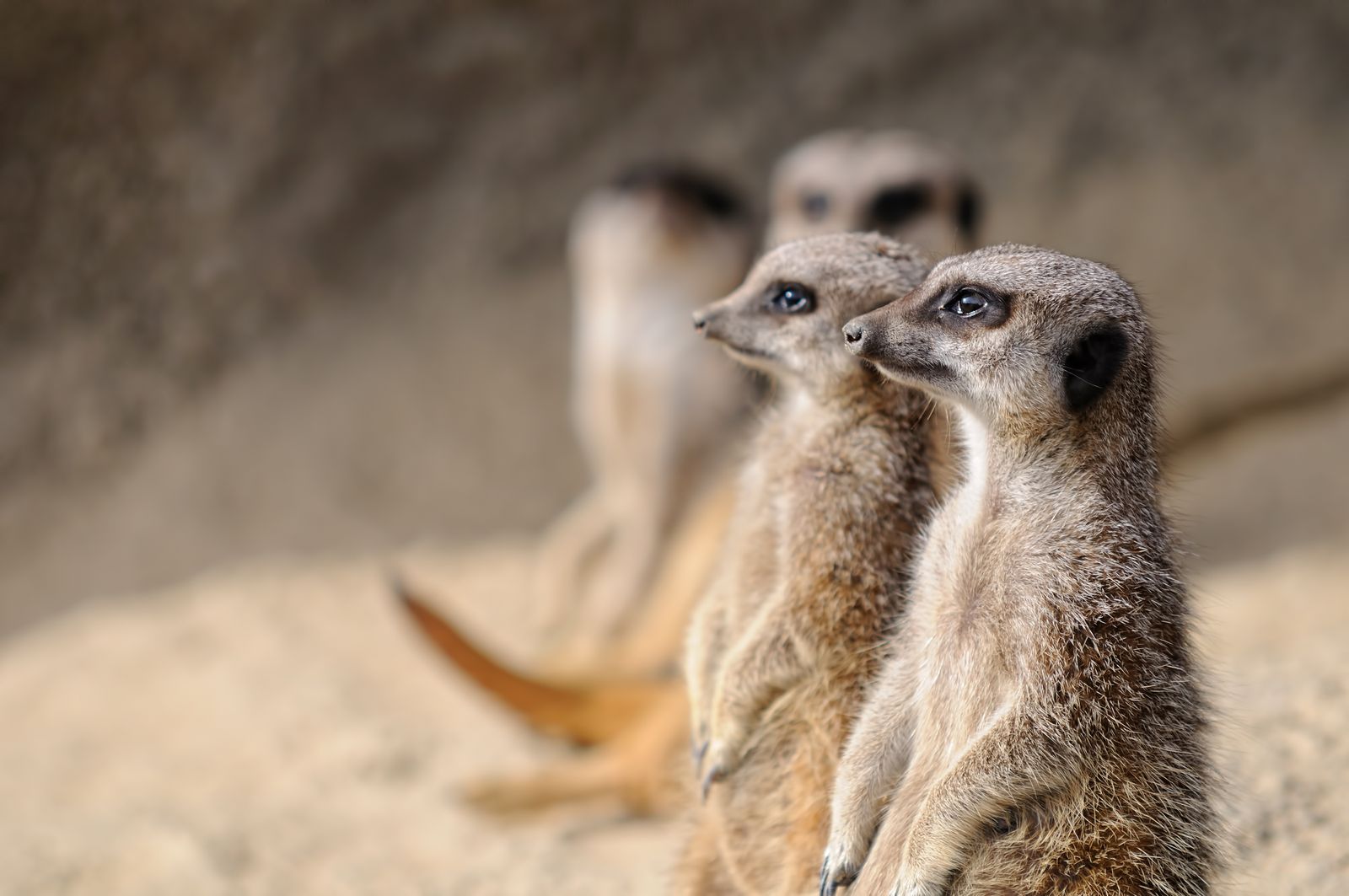 Zuid Afrika Wildlife Stokstaartjes 1.jpg - Jambo Safari Club