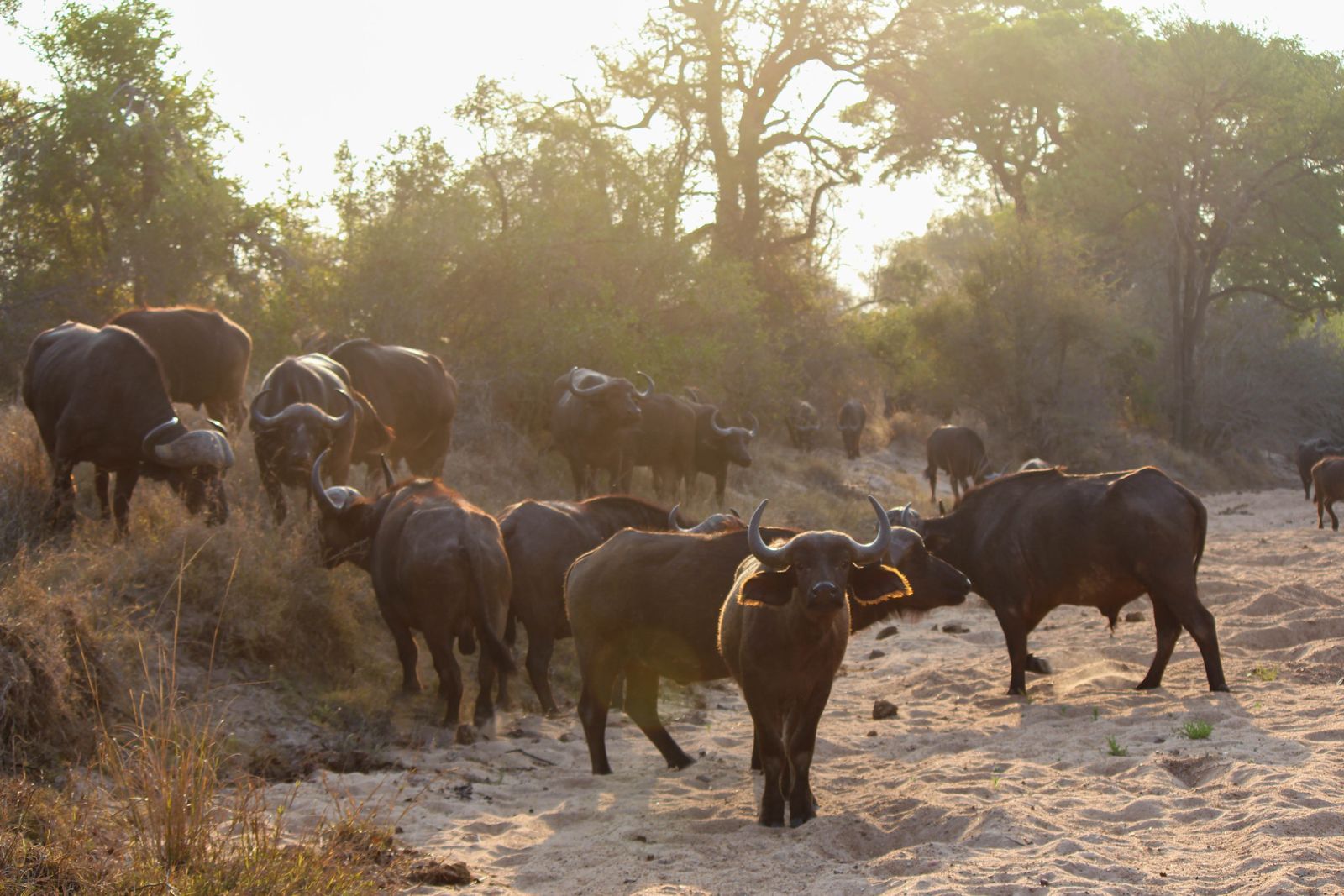Zuid Afrika Wildlife Timbavati Buffel LK.jpg - Jambo Safari Club