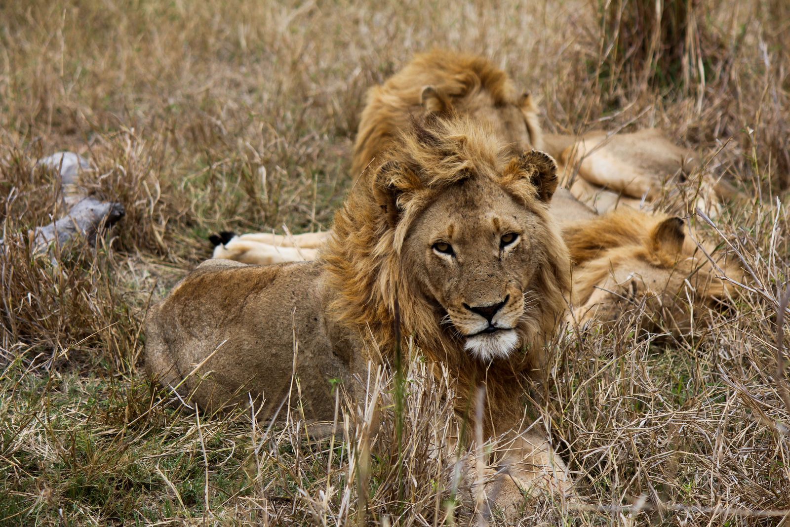 Zuid Afrika Wildlife Timbavati Leeuw LK 3.jpg - Jambo Safari Club