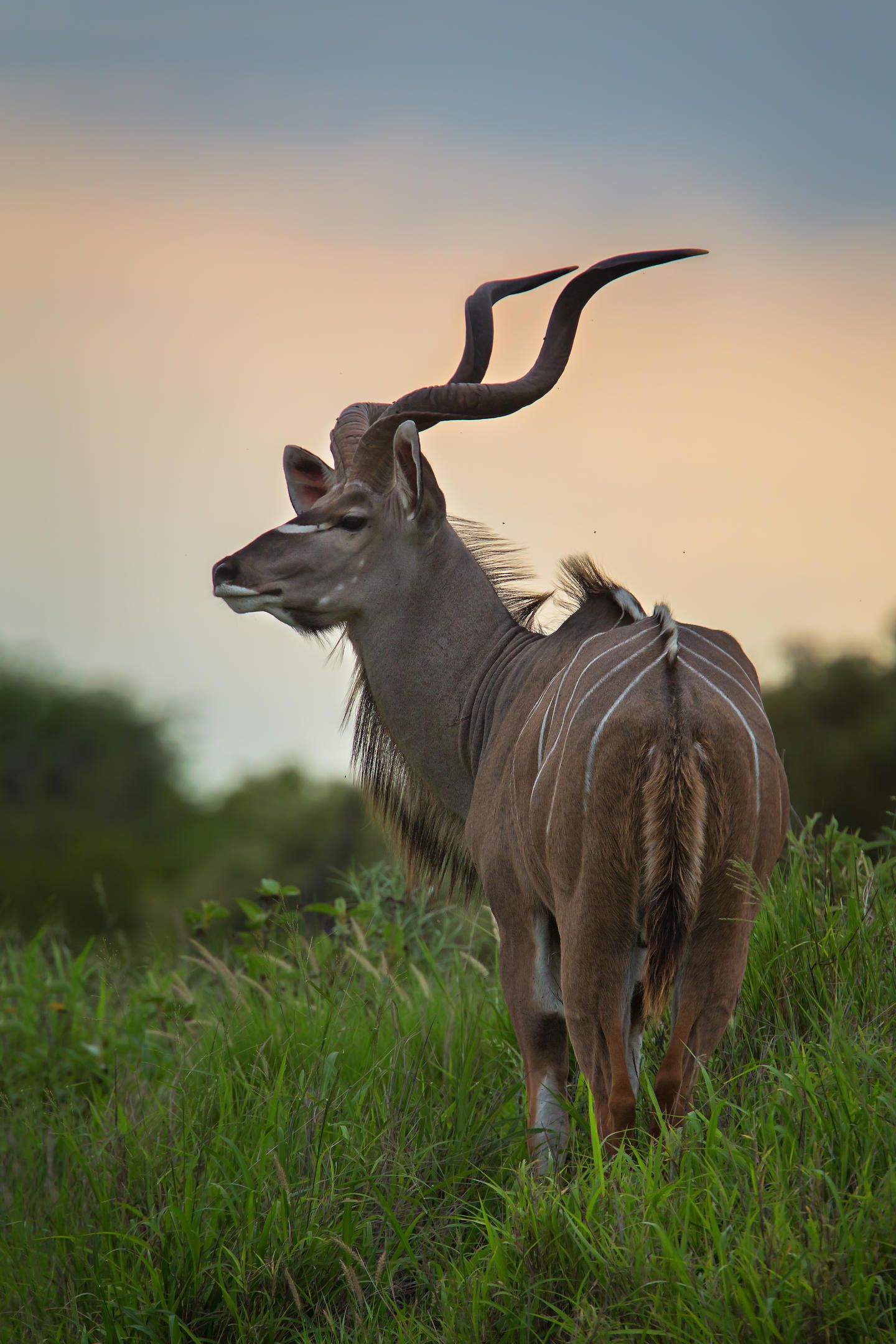 Zuid Afrika Wildlife Timbavati Motswari Game Reserve Kudu WE.jpg - Jambo Safari Club