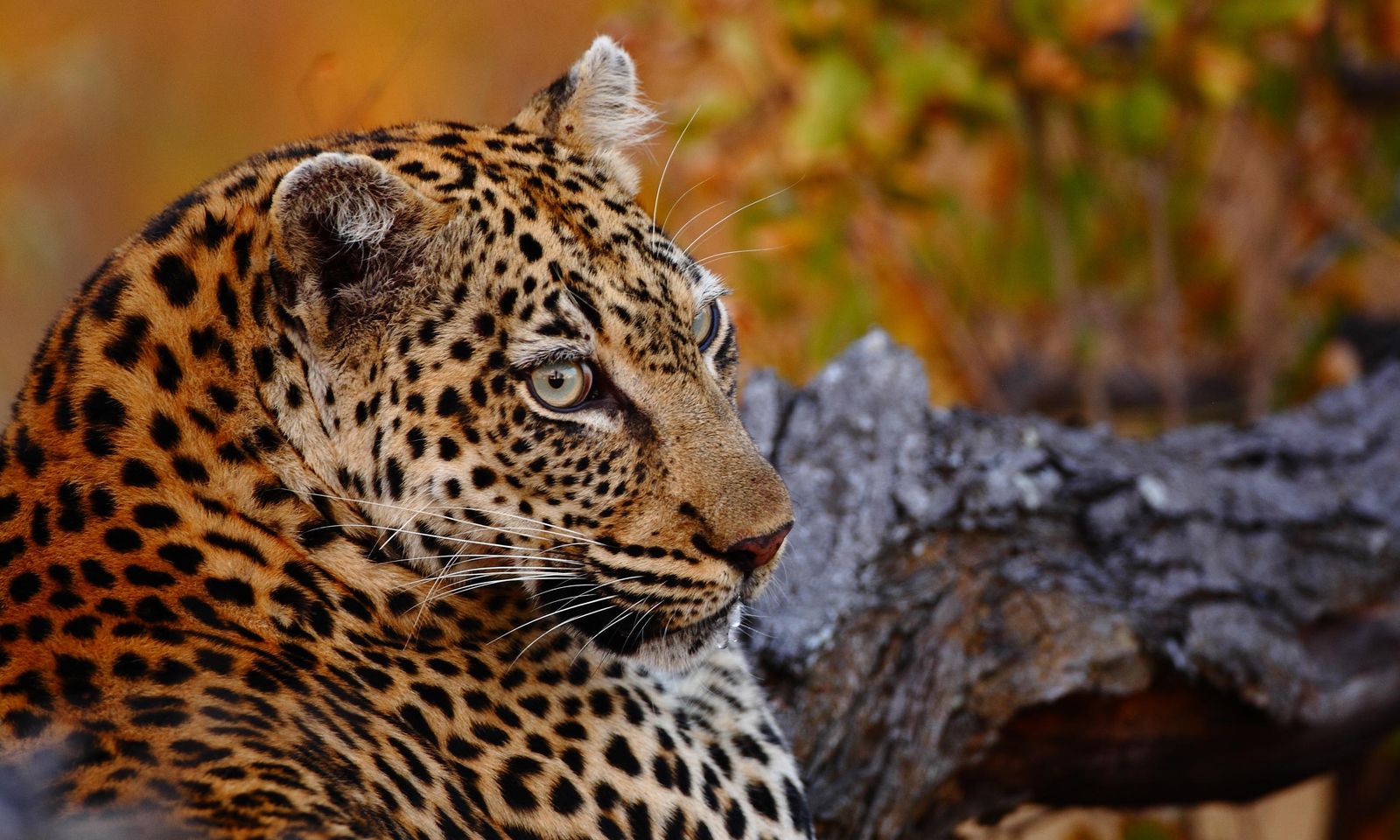Zuid Afrika Wildlife Timbavati Motswari Game Reserve Luipaard WE 3.jpg - Jambo Safari Club
