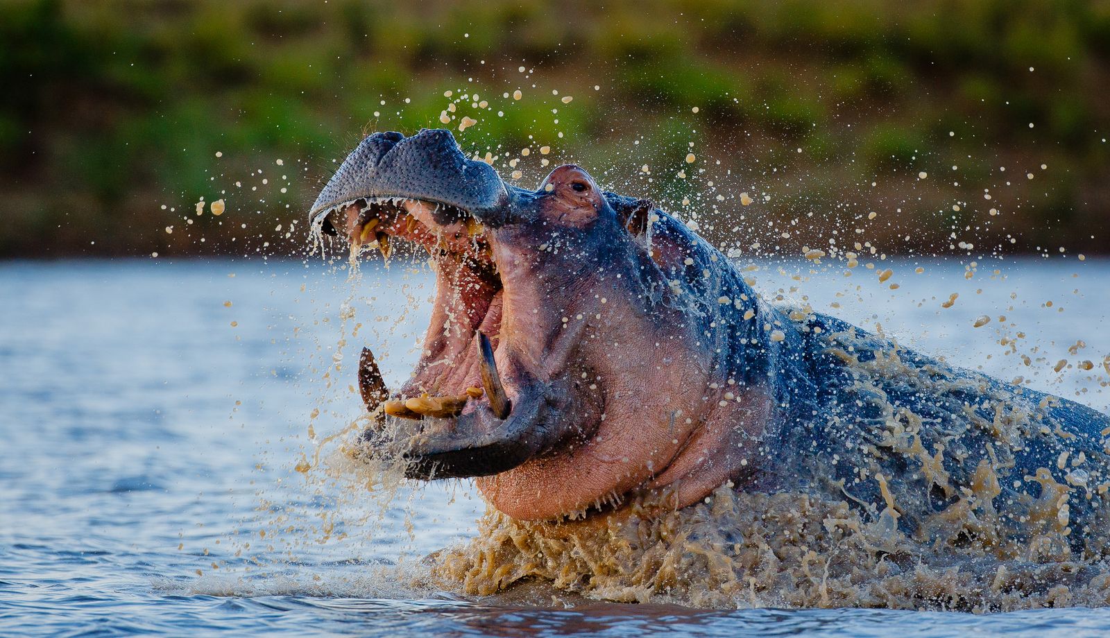 Zuid Afrika Wildlife Timbavati Motswari Geigers Camp Nijlpaard WS.jpg - Jambo Safari Club