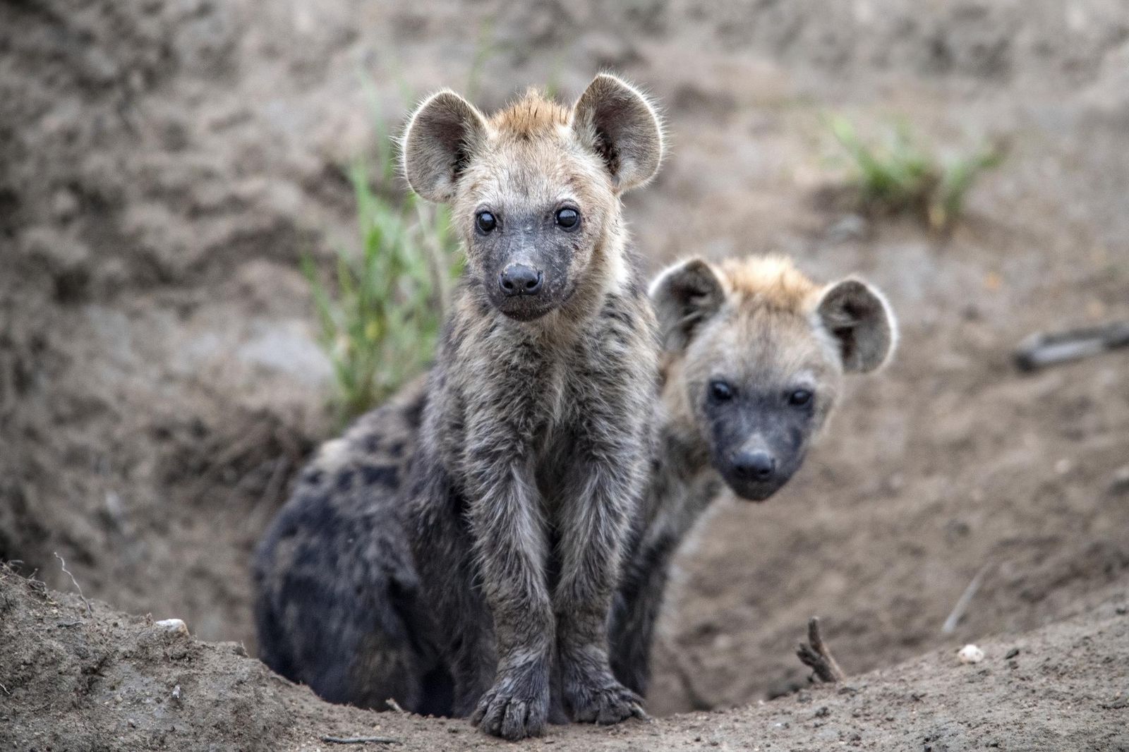 Zuid Afrika Wildlife Timbavati Simbavati Hilltop Lodge Hyena pups WE.jpg - Jambo Safari Club