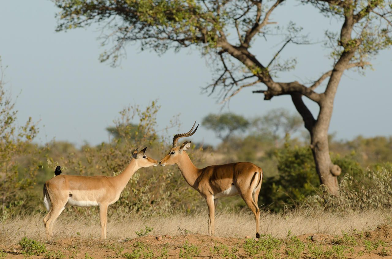 Zuid Afrika Wildlife Timbavati Simbavati River Lodge Impala WE.jpg - Jambo Safari Club