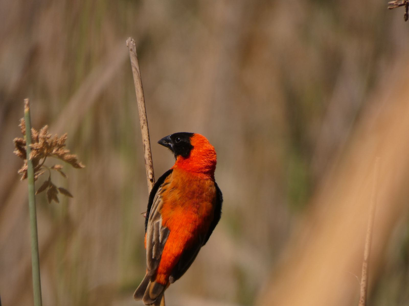 Zuid Afrika Wildlife Vogels Addo Woodall Country House VB 2.JPG - Jambo Safari Club