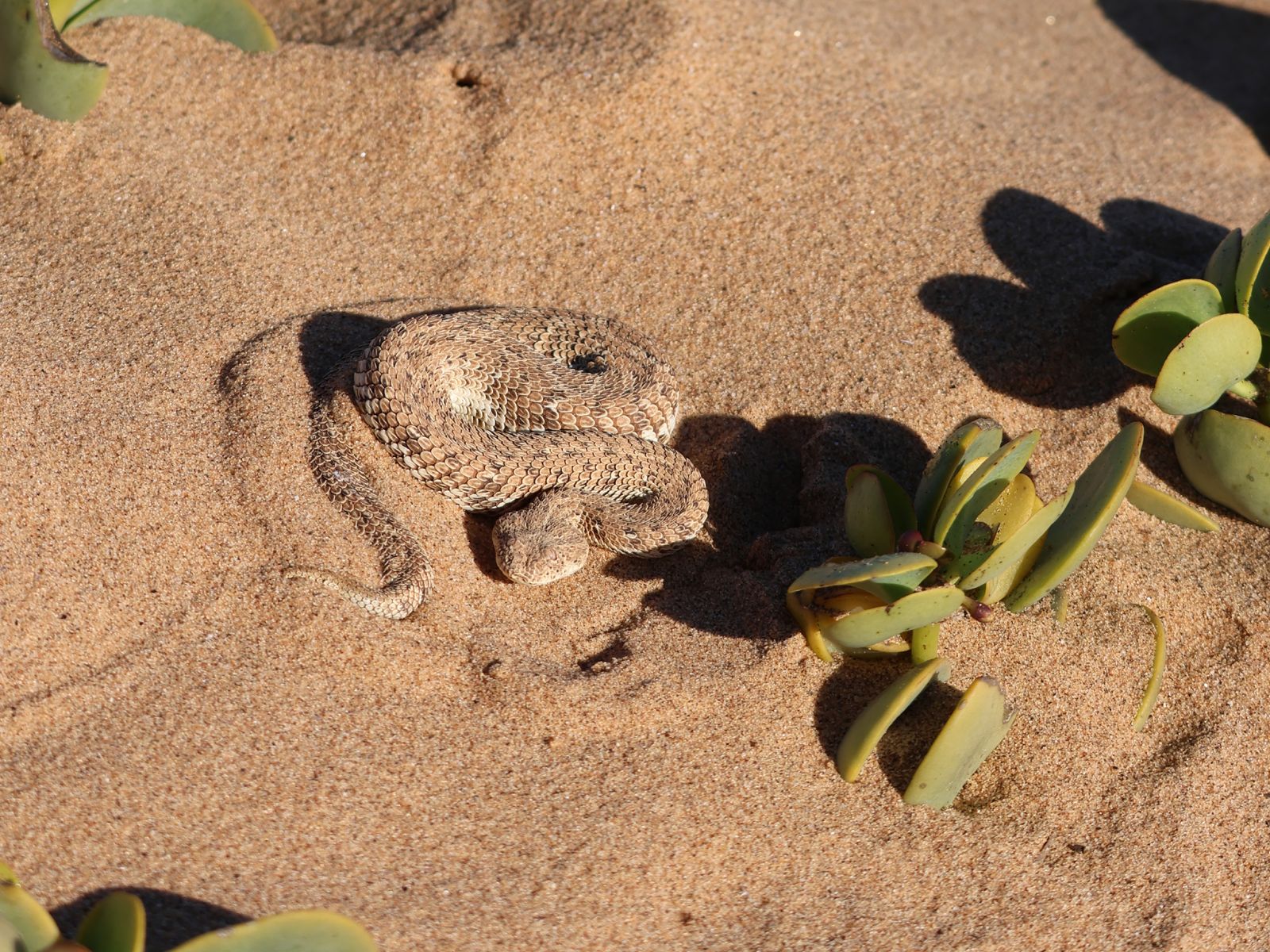 Namibië Activiteiten Swakopmund Living Desert Slang