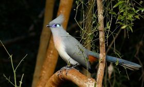 Madagaskar Wildlife vogels SH 1.jpg - Jambo Safari Club