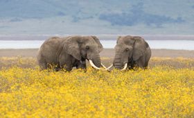 Tanzania Wildlife Ngorongoro olifanten gele bloemen AZ.jpg - Jambo Safari Club