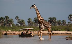 Tanzania Wildlife Zuid giraffen bootsafari 1.jpg - Jambo Safari Club