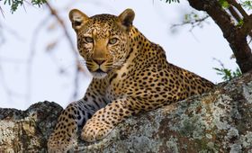 Tanzania Wildlife luipaard 6.jpg - Jambo Safari Club