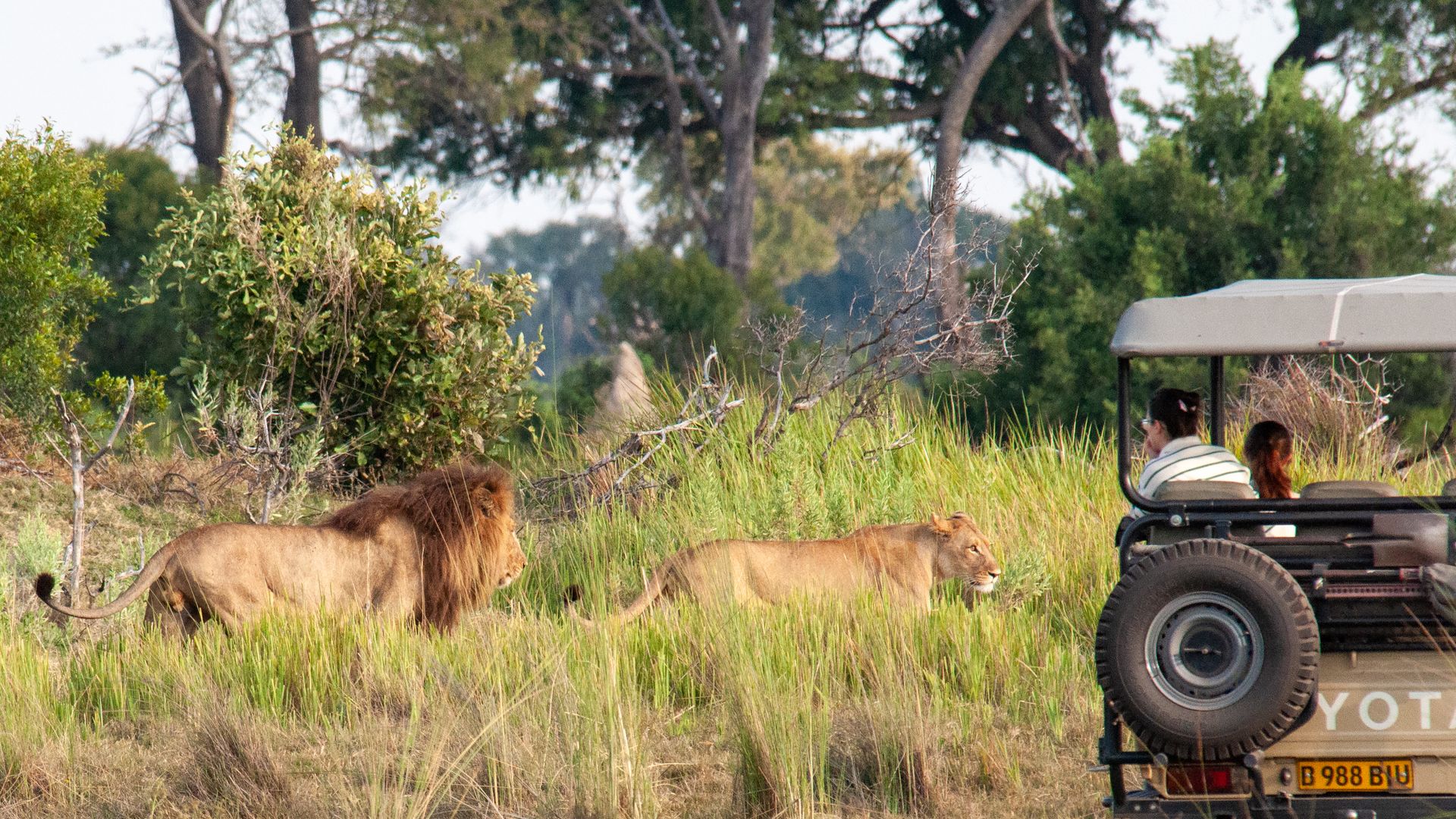 Botswana-Activiteiten-Okavango-Delta-gamedrive-leeuwen-voertuig-KS (1).jpg